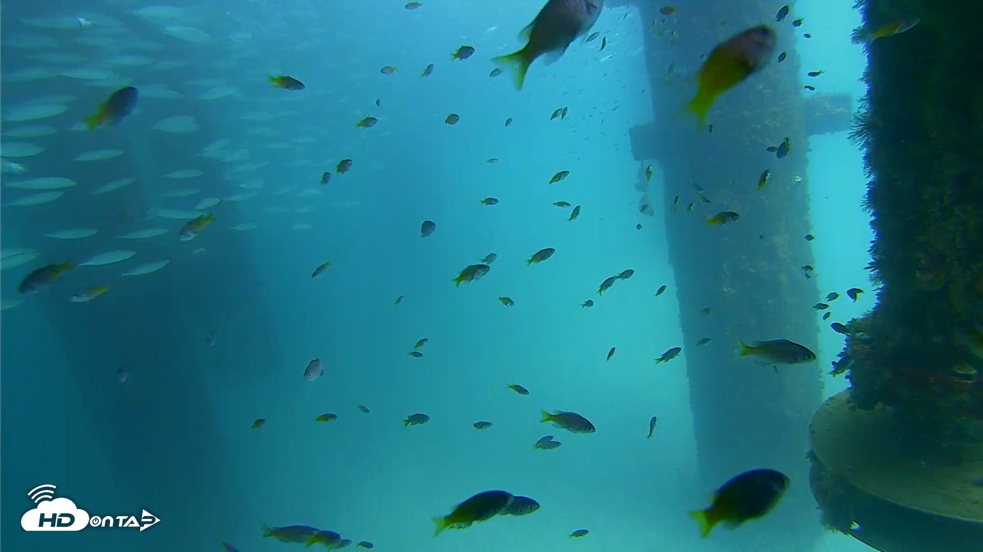 Snapshot of Scripps Pier Underwater Live Webcam taken Aug 24, 2026, 2:14pm PDT