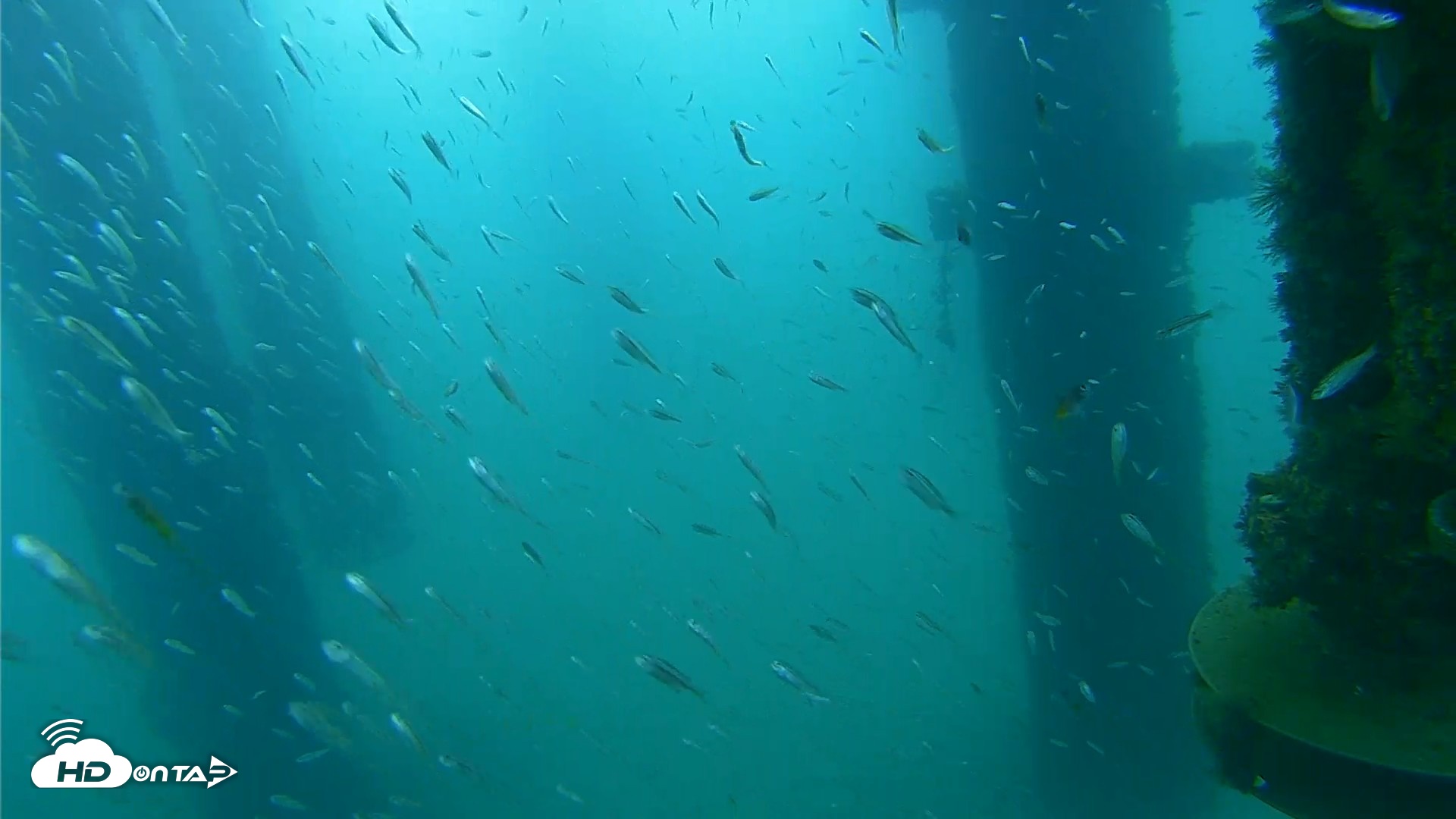 Snapshot of Scripps Pier Underwater Live Webcam taken Aug 25, 2026, 7:28am PDT