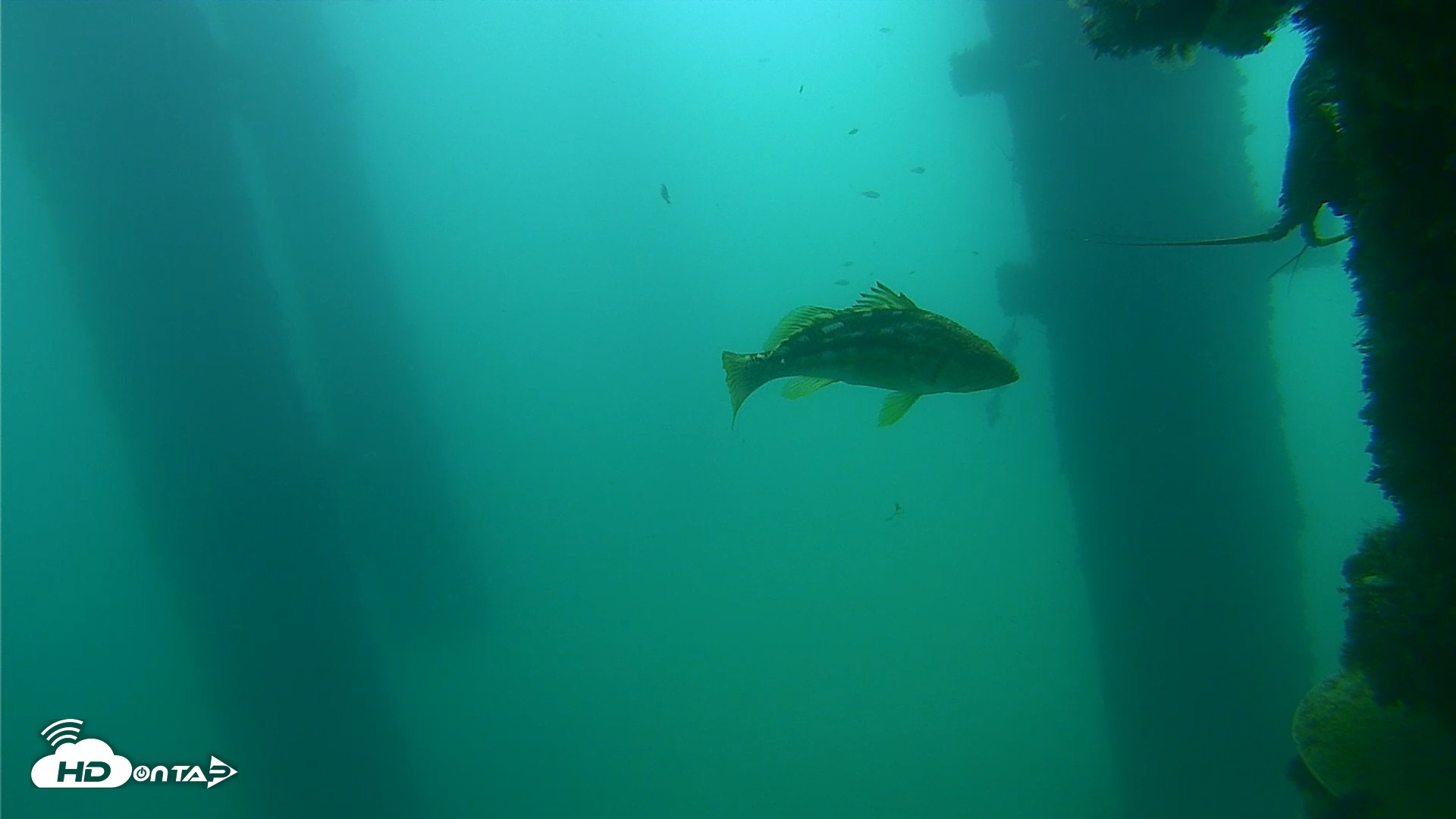 Snapshot of Scripps Pier Underwater Live Webcam taken Sep 18, 2026, 10:44am PDT