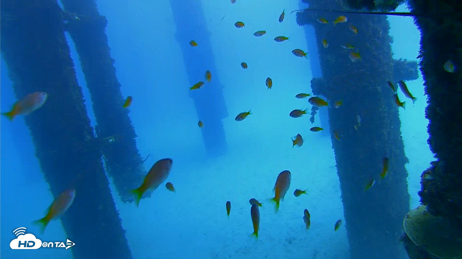 Snapshot of Scripps Pier Underwater Live Webcam taken Oct 7, 2026, 12:25pm PDT