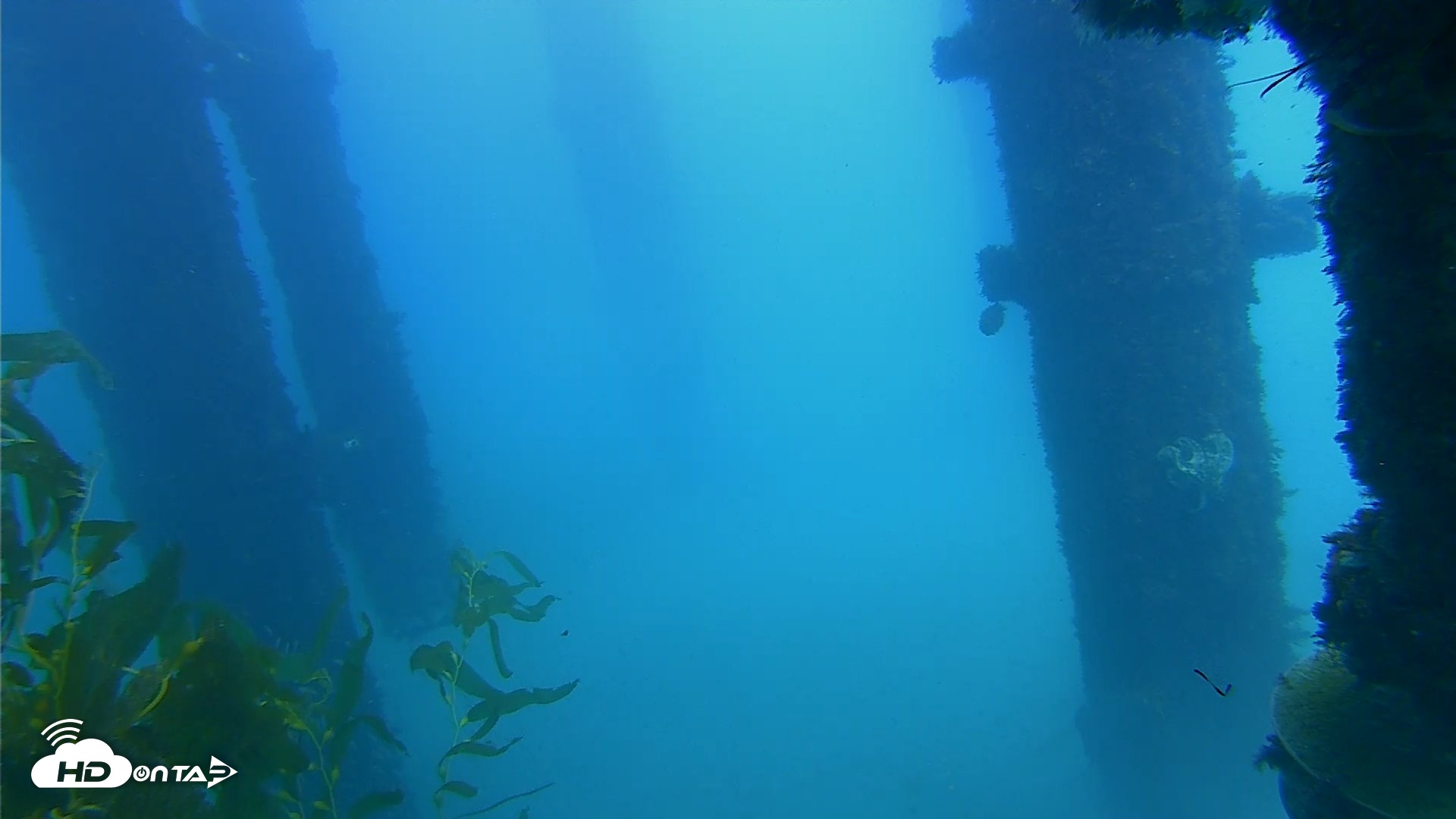 Snapshot of Scripps Pier Underwater Live Webcam taken Oct 7, 2026, 2:05pm PDT