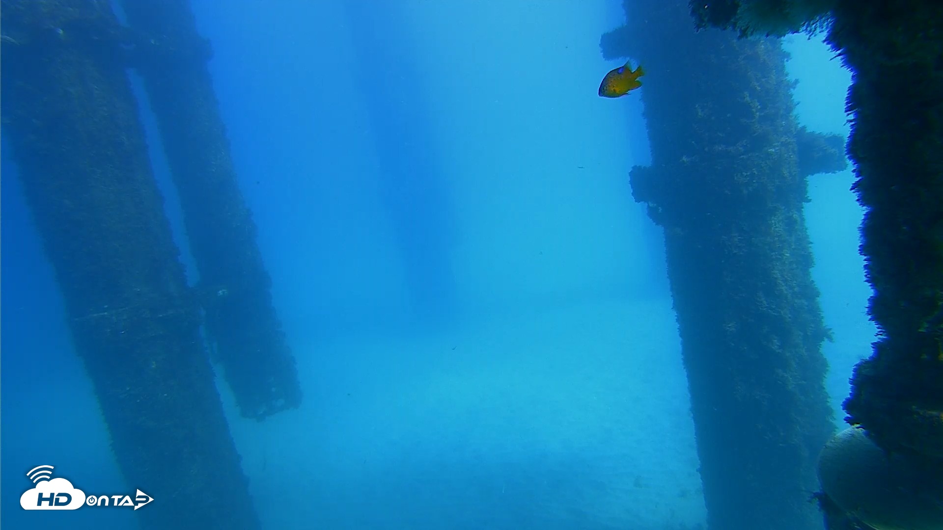 Snapshot of Scripps Pier Underwater Live Webcam taken Oct 20, 2026, 1:47pm PDT