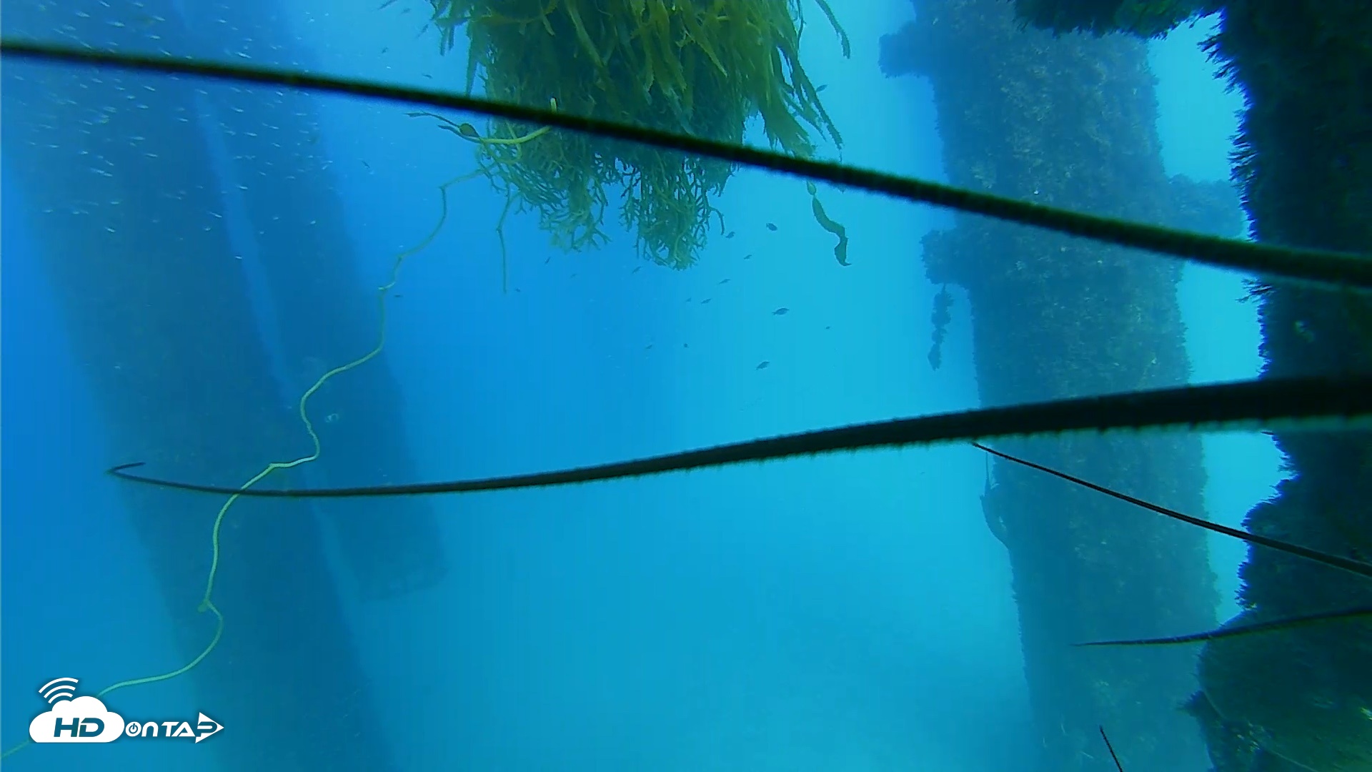 Snapshot of Scripps Pier Underwater Live Webcam taken Oct 3, 2026, 4:14pm PDT