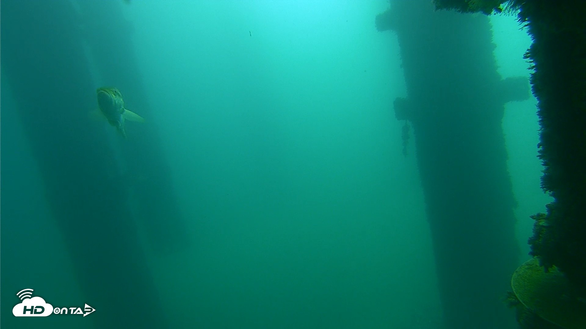 Snapshot of Scripps Pier Underwater Live Webcam taken Oct 12, 2026, 10:37am PDT