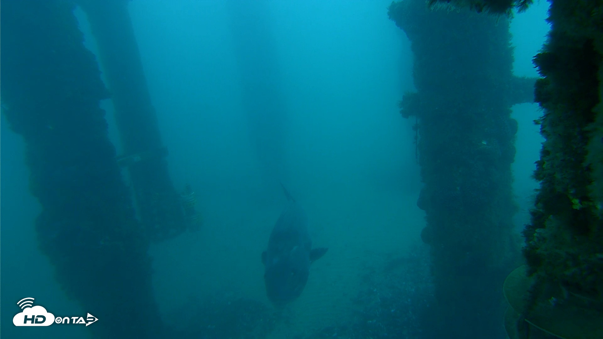Snapshot of Scripps Pier Underwater Live Webcam taken Jan 11, 2026, 7:10am PST