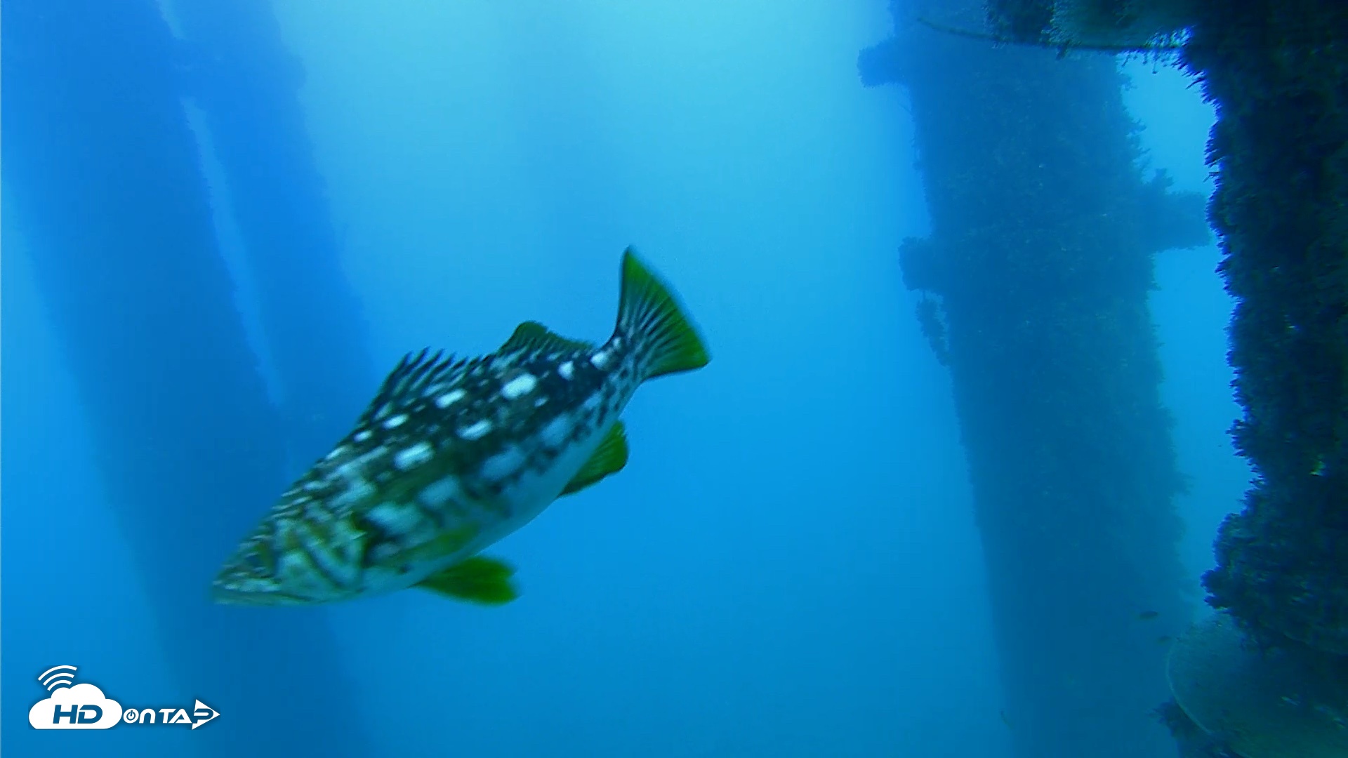 Snapshot of Scripps Pier Underwater Live Webcam taken Oct 20, 2026, 5:17pm PDT