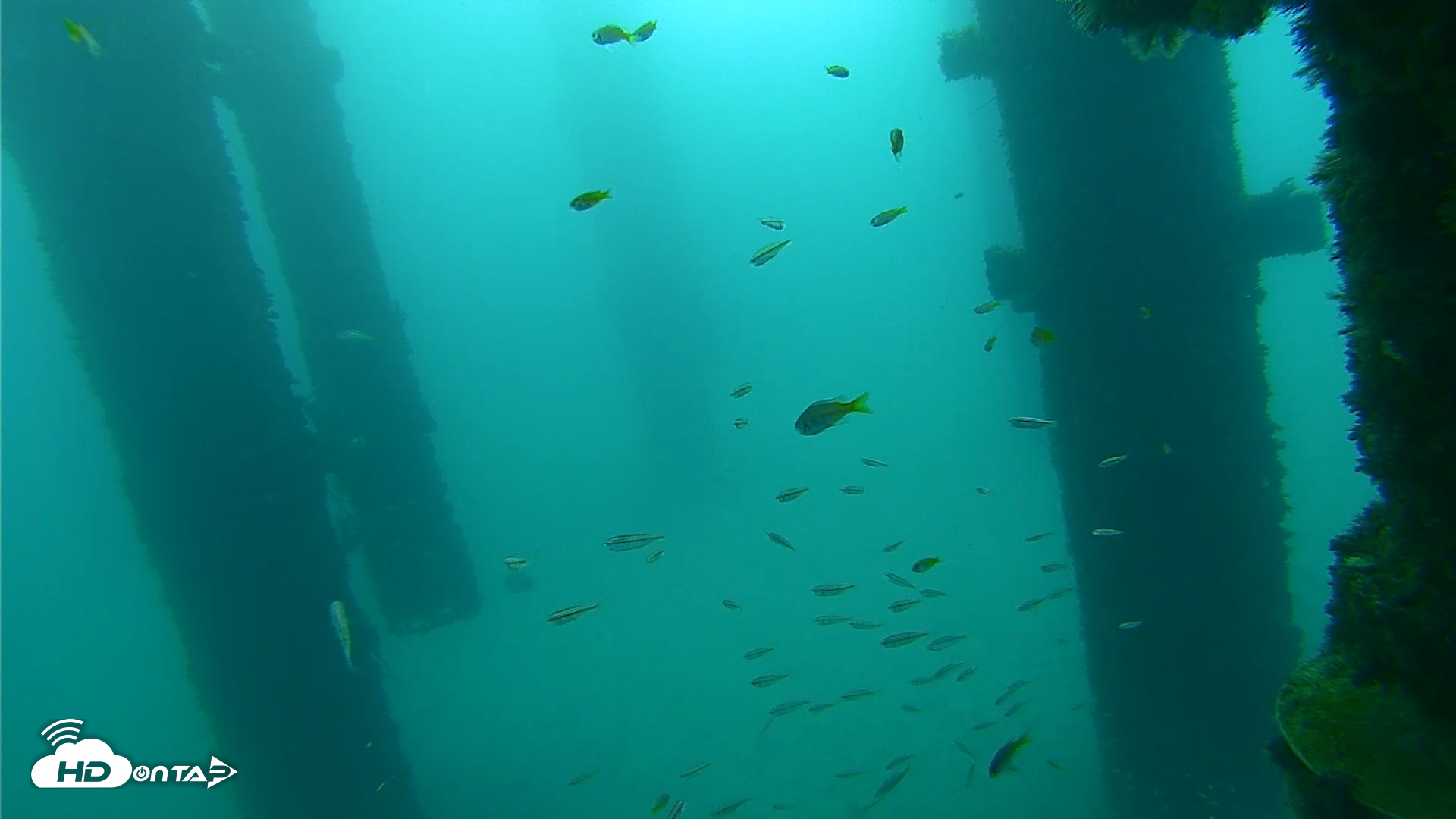 Snapshot of Scripps Pier Underwater Live Webcam taken Sep 25, 2026, 8:05am PDT