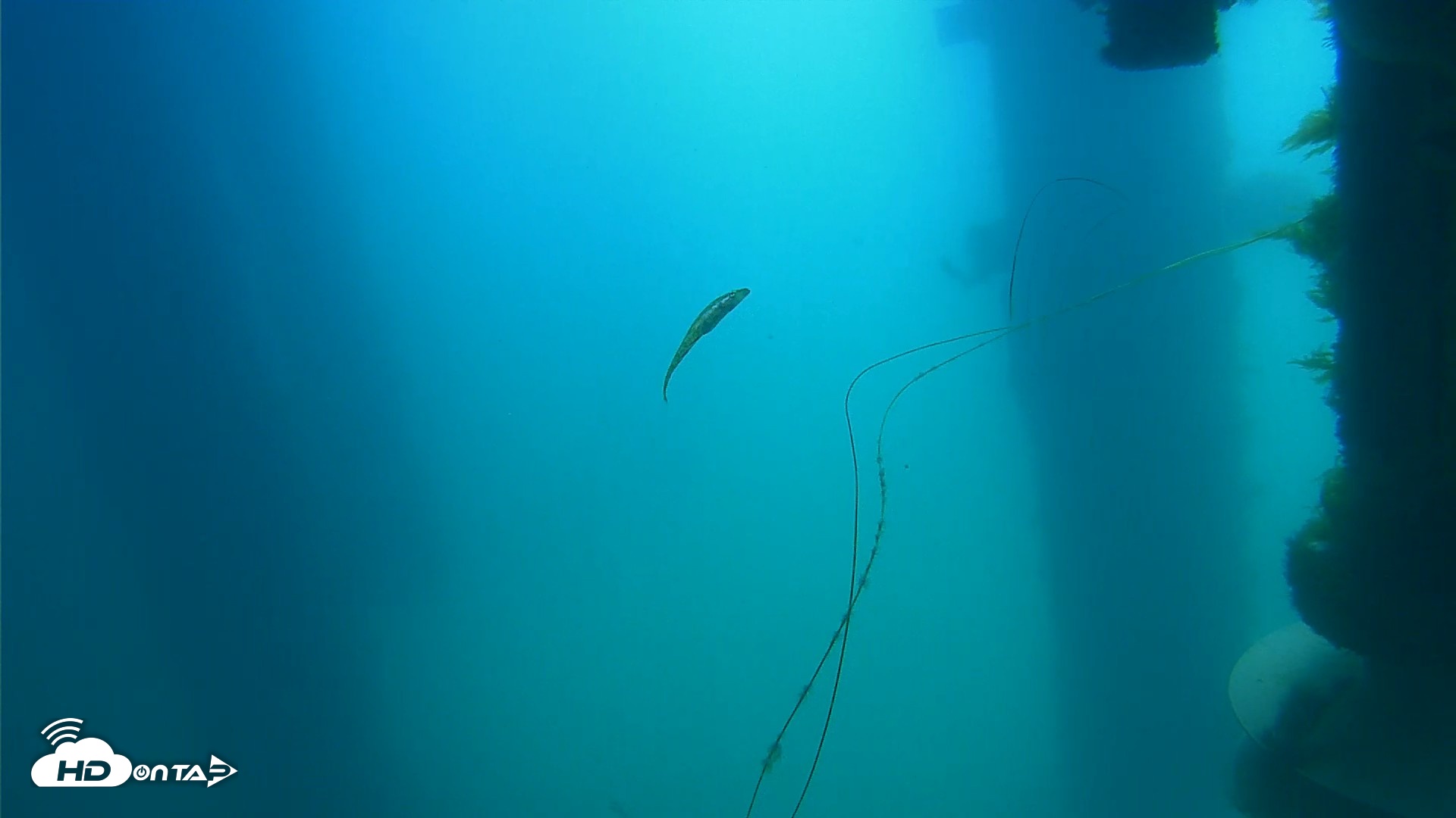 Snapshot of Scripps Pier Underwater Live Webcam taken Apr 17, 2026, 11:18am PDT