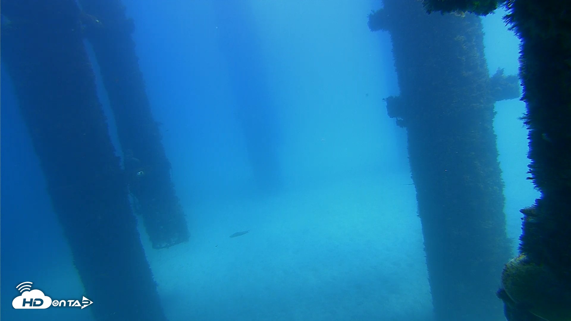 Snapshot of Scripps Pier Underwater Live Webcam taken Sep 25, 2026, 1:19pm PDT