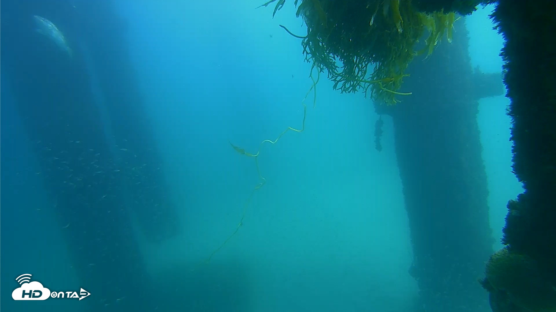Snapshot of Scripps Pier Underwater Live Webcam taken Oct 3, 2026, 1:20pm PDT