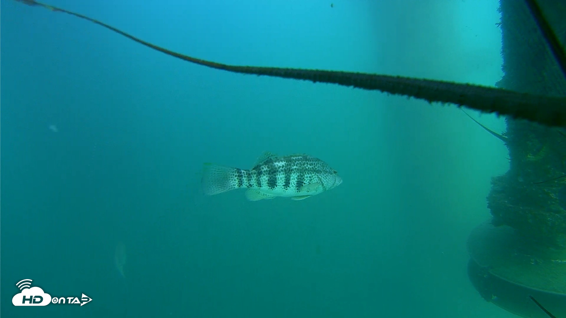 Snapshot of Scripps Pier Underwater Live Webcam taken Jul 20, 2026, 4:27pm PDT