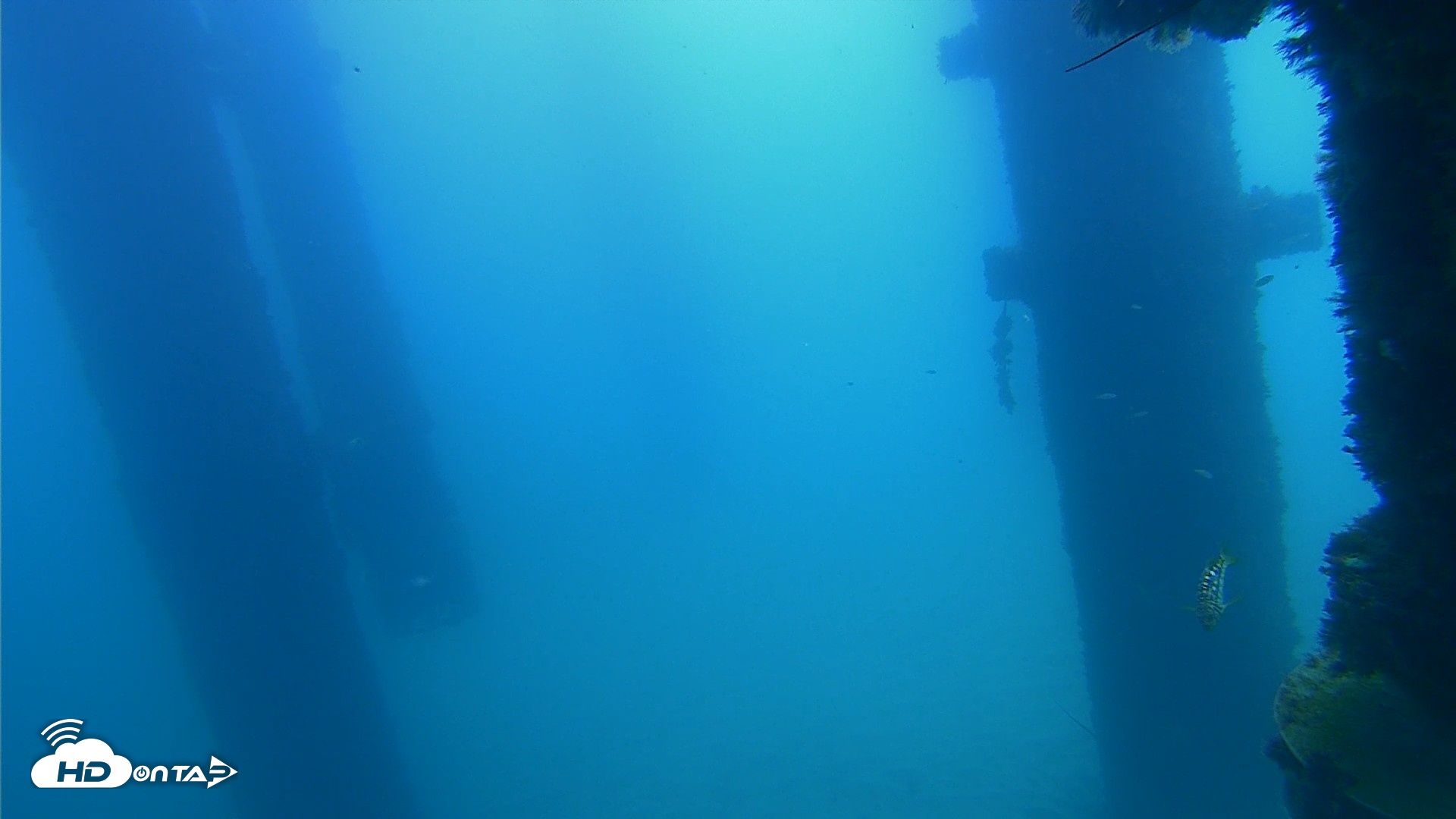 Snapshot of Scripps Pier Underwater Live Webcam taken Sep 21, 2026, 11:24am PDT