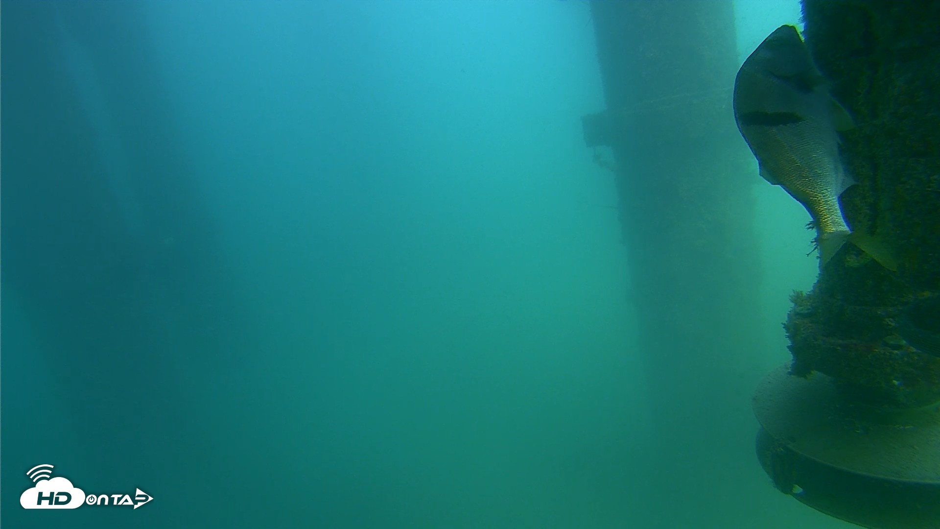 Snapshot of Scripps Pier Underwater Live Webcam taken Jul 31, 2026, 2:35pm PDT