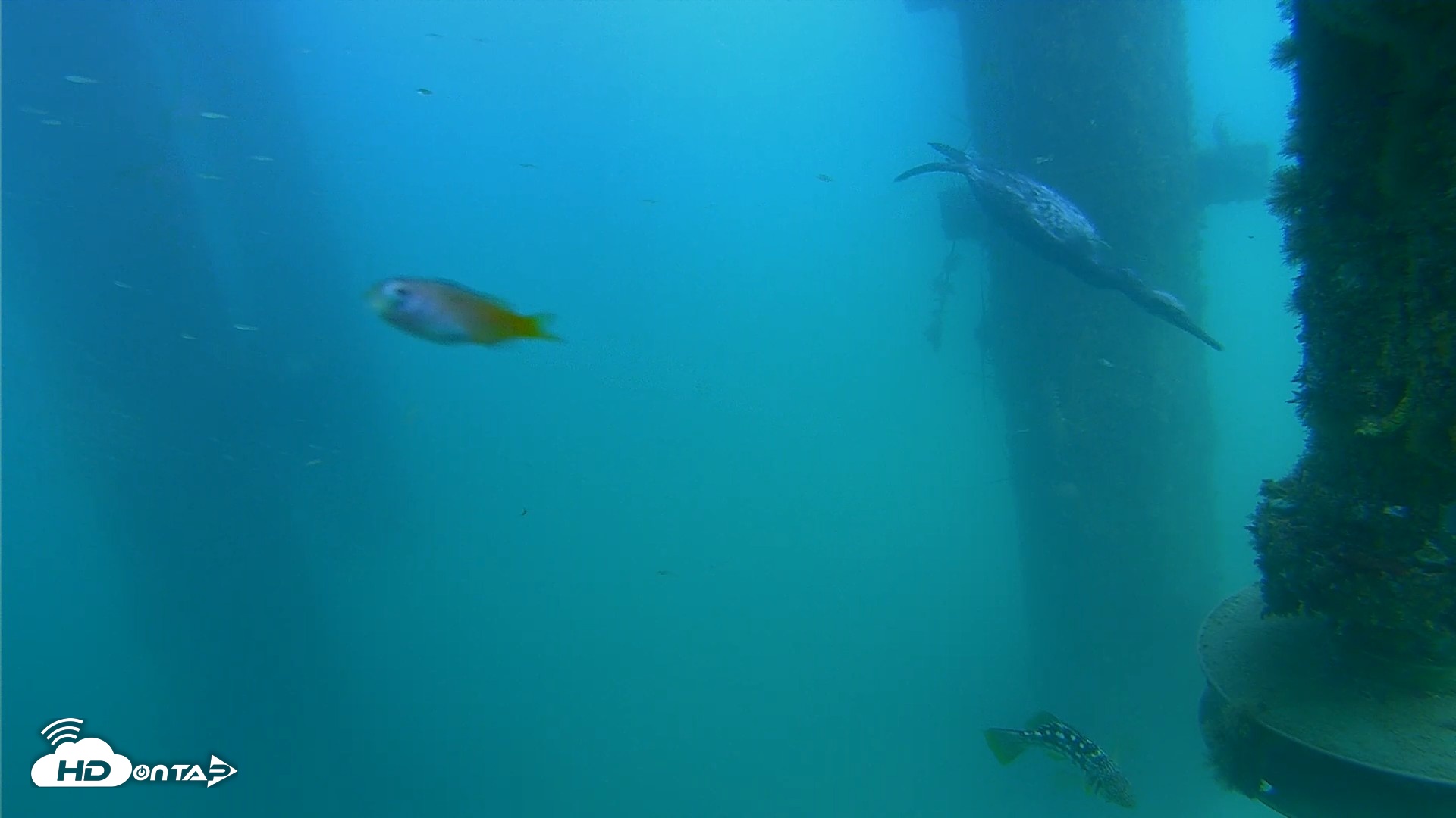 Snapshot of Scripps Pier Underwater Live Webcam taken Aug 14, 2026, 4:13pm PDT