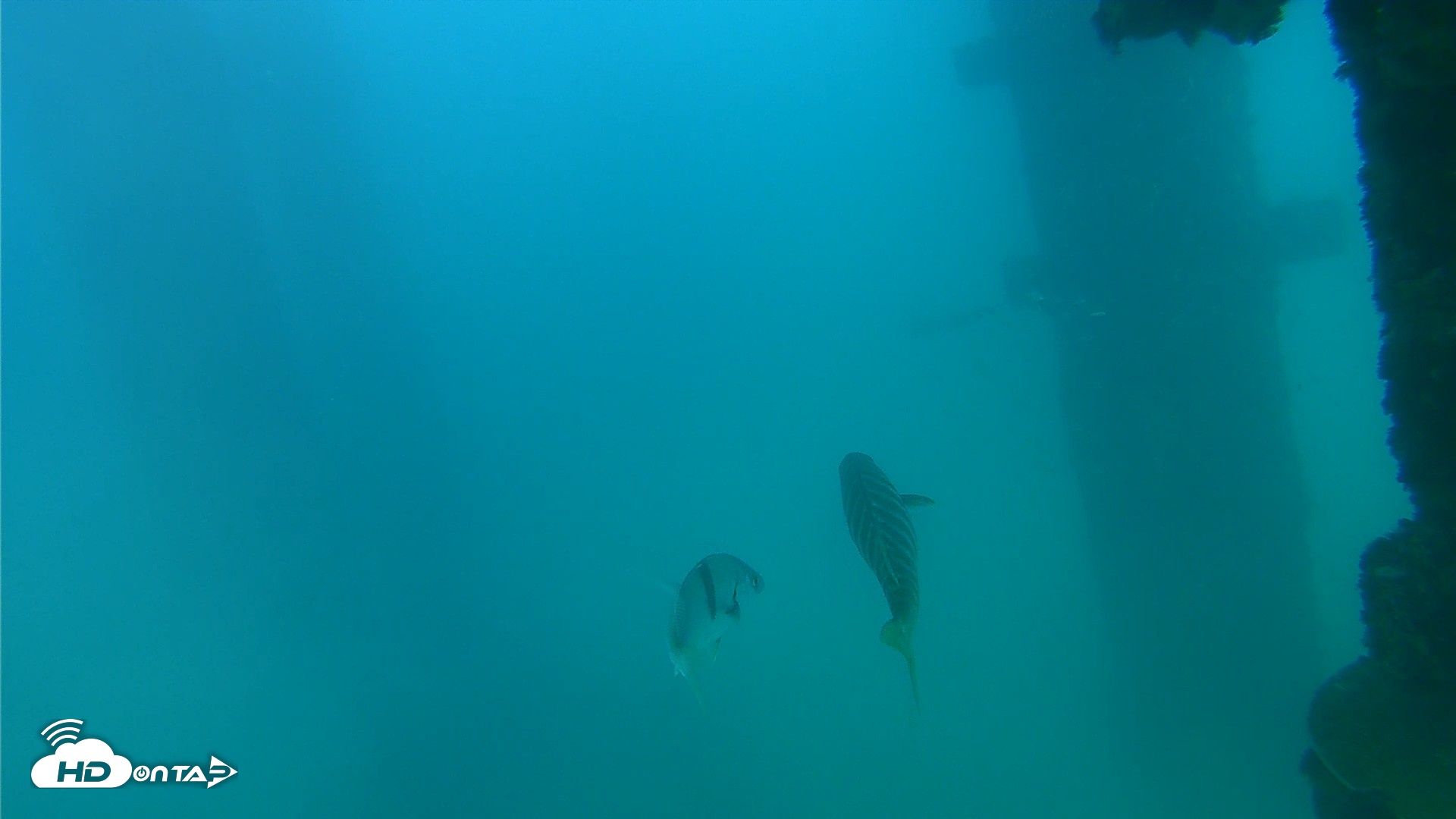 Snapshot of Scripps Pier Underwater Live Webcam taken Sep 15, 2026, 5:22pm PDT