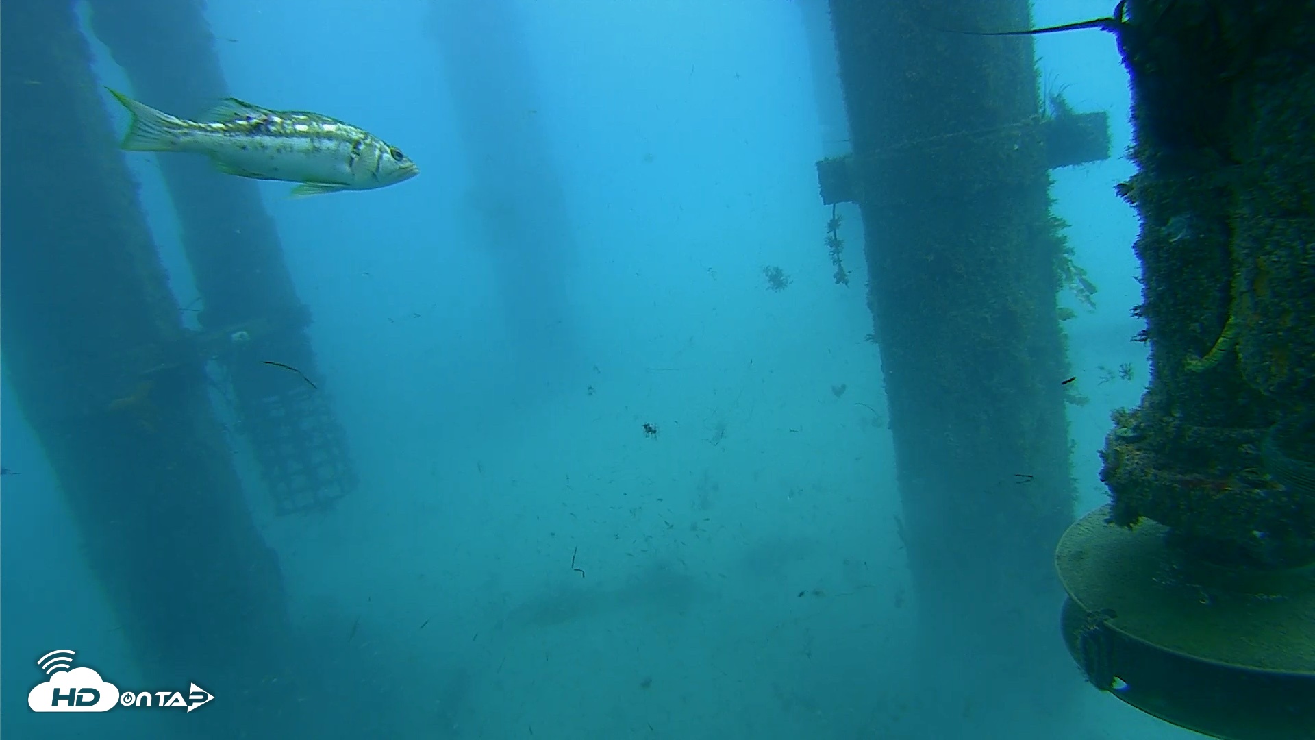 Snapshot of Scripps Pier Underwater Live Webcam taken Jul 30, 2026, 7:39am PDT