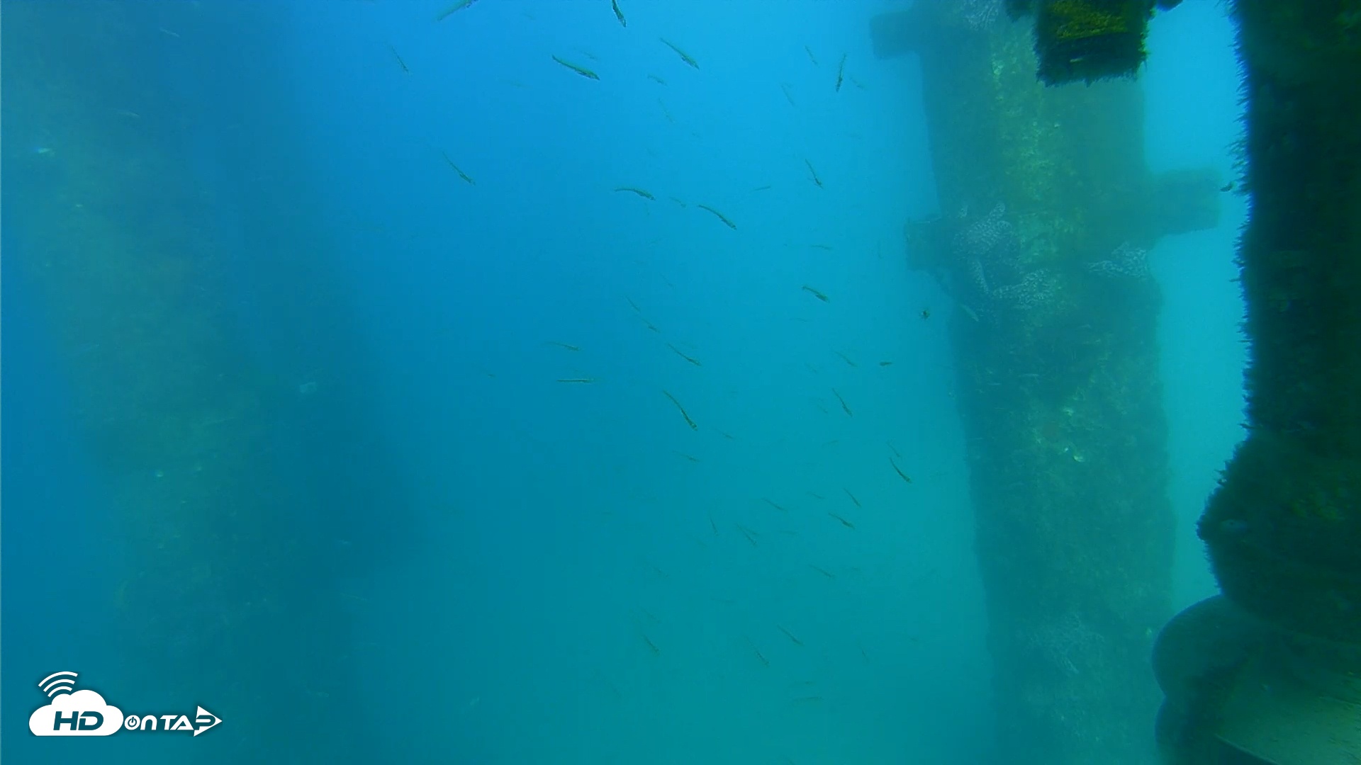 Snapshot of Scripps Pier Underwater Live Webcam taken Mar 24, 2026, 4:44pm PDT