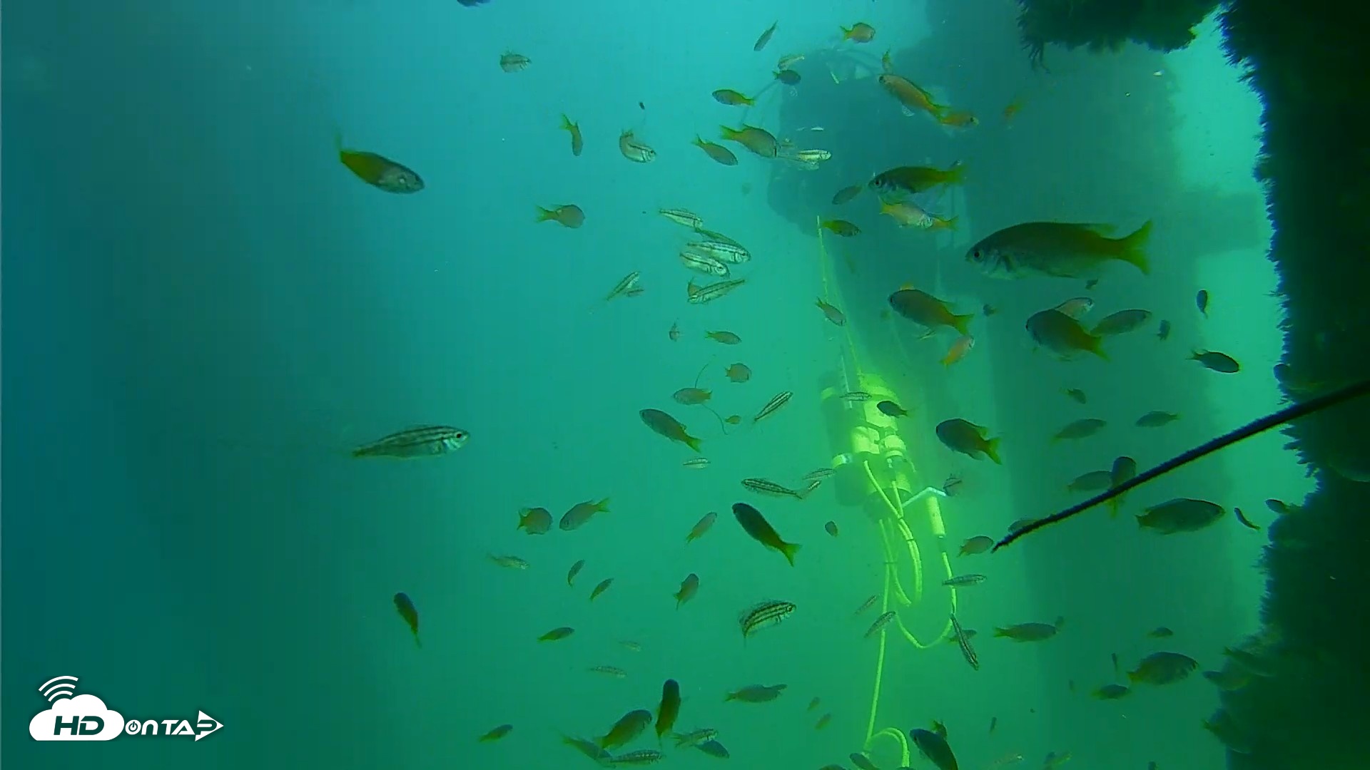 Snapshot of Scripps Pier Underwater Live Webcam taken Sep 18, 2026, 2:19pm PDT
