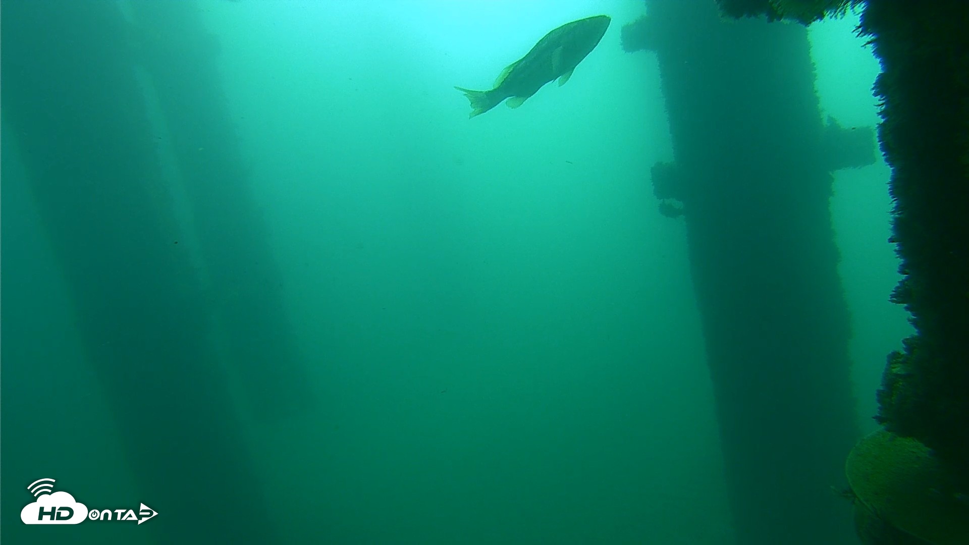 Snapshot of Scripps Pier Underwater Live Webcam taken Oct 13, 2026, 9:29am PDT