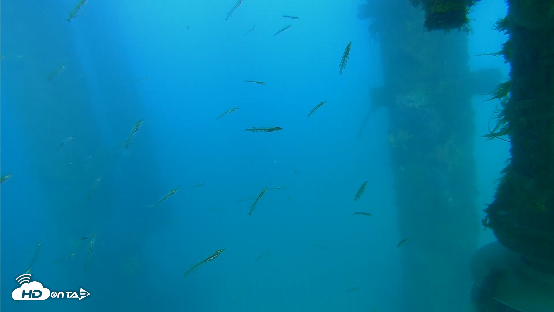 Snapshot of Scripps Pier Underwater Live Webcam taken Apr 7, 2026, 5:51pm PDT