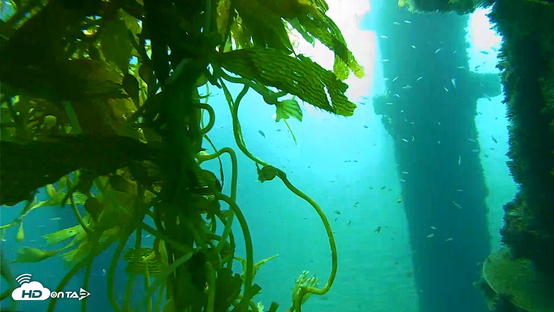 Snapshot of Scripps Pier Underwater Live Webcam taken Oct 6, 2026, 7:58am PDT