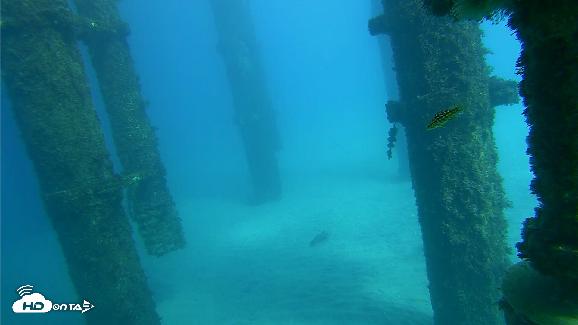 Snapshot of Scripps Pier Underwater Live Webcam taken Oct 17, 2026, 2:51pm PDT
