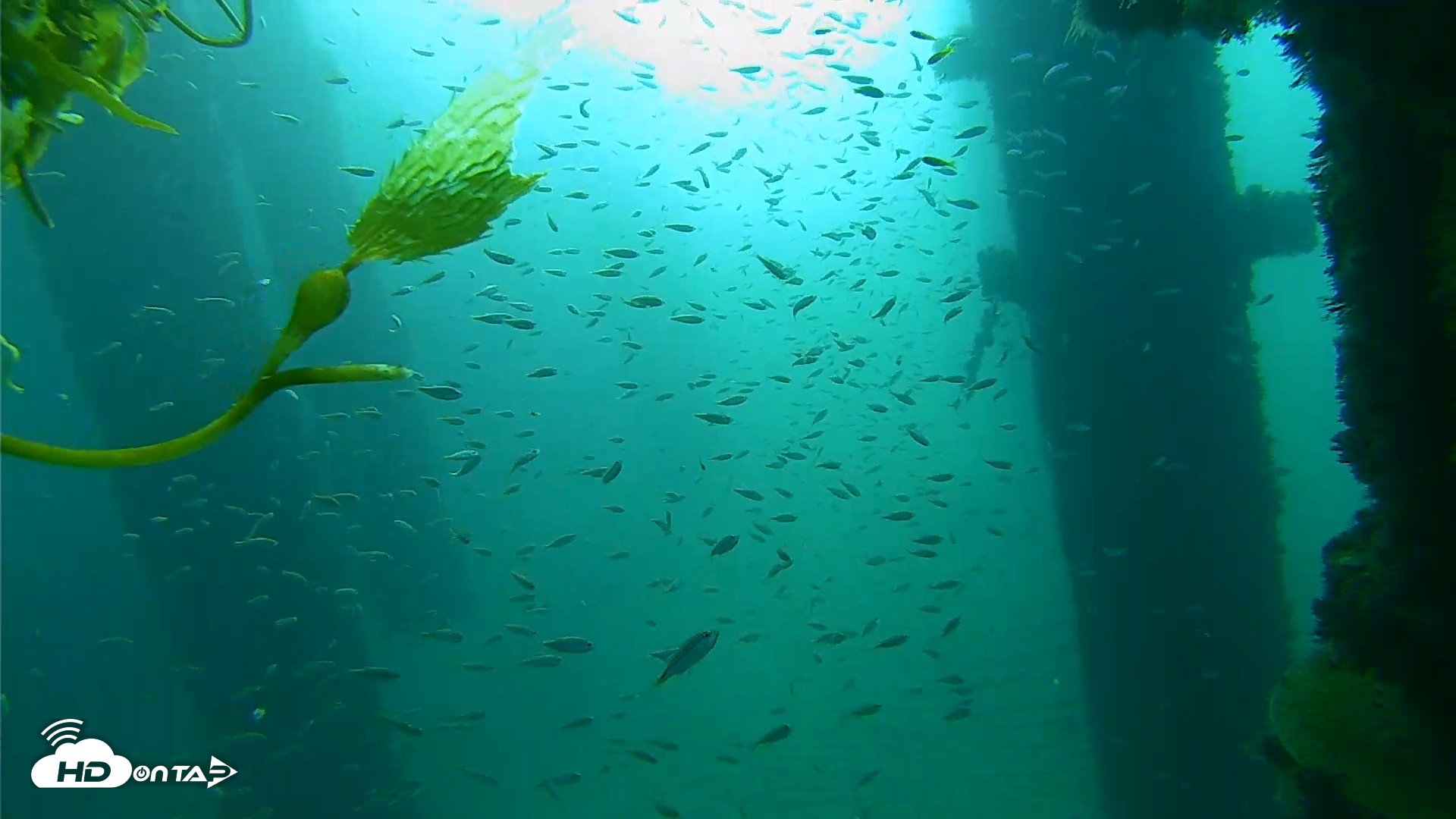 Snapshot of Scripps Pier Underwater Live Webcam taken Oct 6, 2026, 8:23am PDT