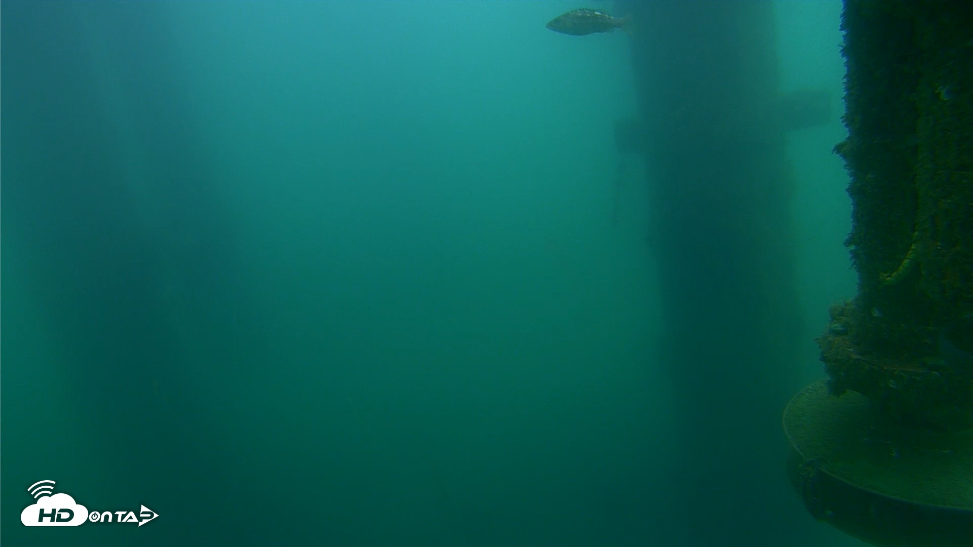 Snapshot of Scripps Pier Underwater Live Webcam taken Jul 16, 2026, 6:31am PDT