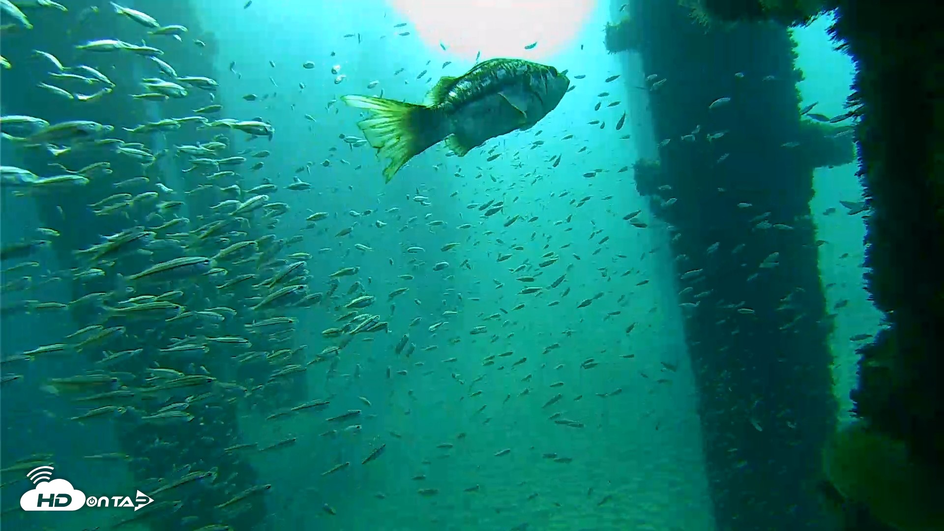 Snapshot of Scripps Pier Underwater Live Webcam taken Oct 7, 2026, 8:29am PDT