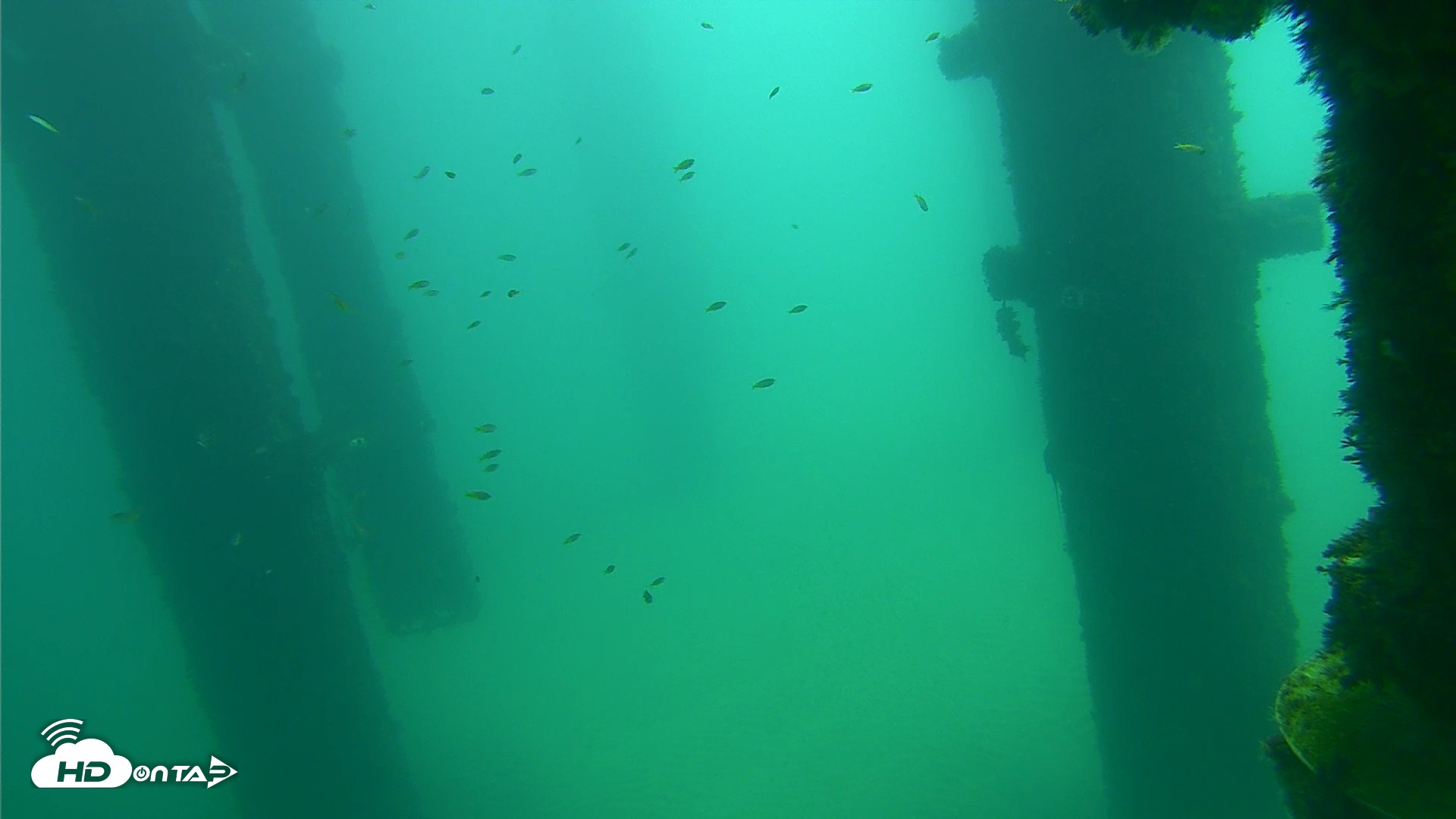 Snapshot of Scripps Pier Underwater Live Webcam taken Sep 24, 2026, 11:46am PDT