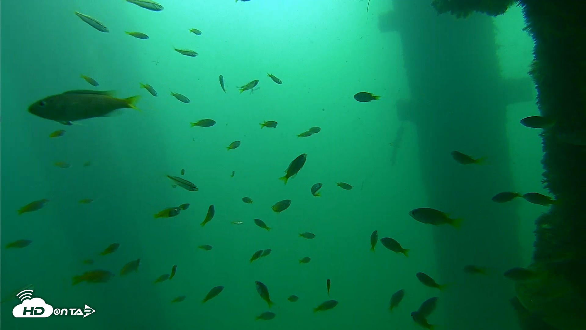 Snapshot of Scripps Pier Underwater Live Webcam taken Sep 23, 2026, 9:48am PDT