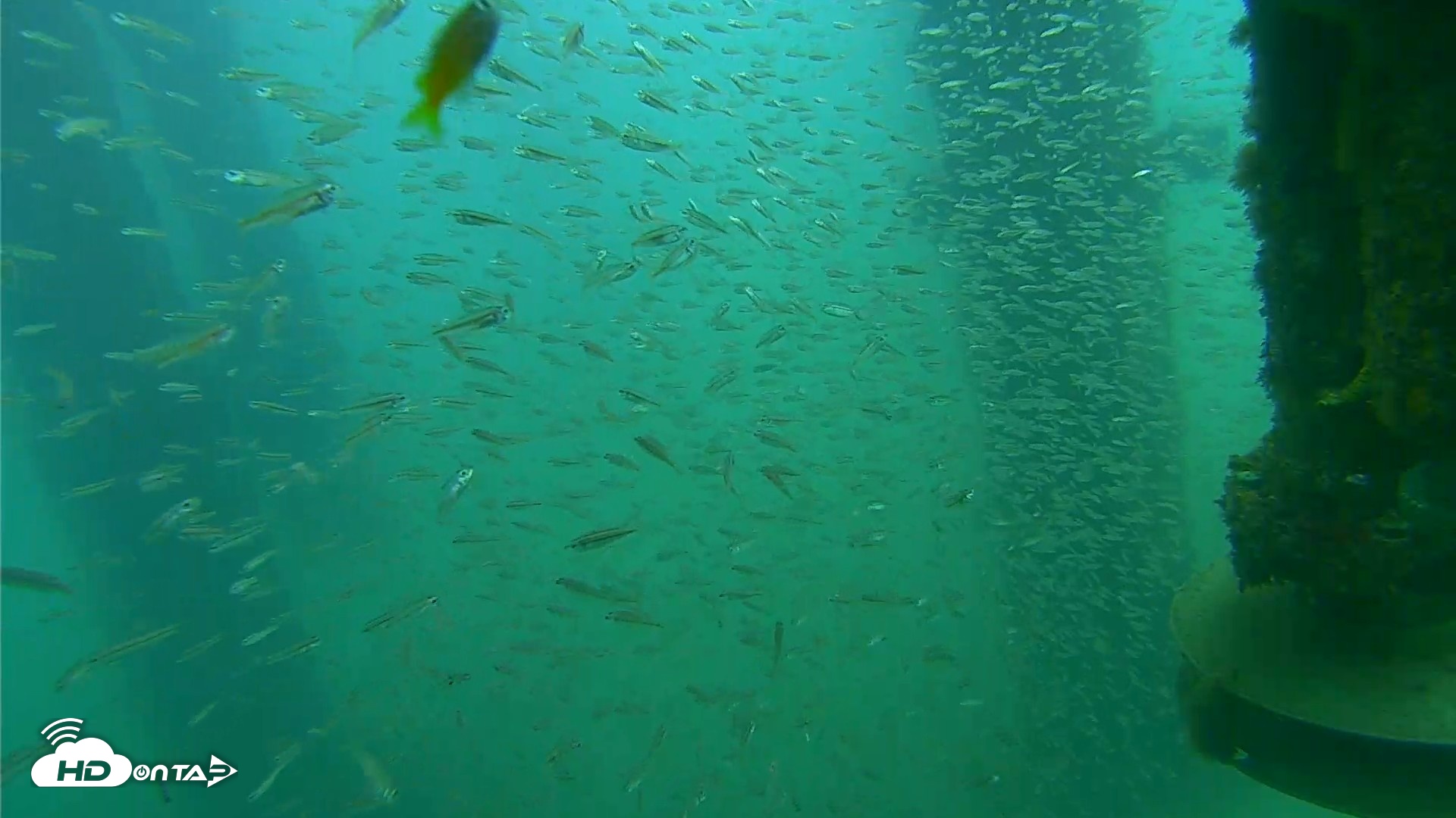 Snapshot of Scripps Pier Underwater Live Webcam taken Aug 14, 2026, 8:08am PDT
