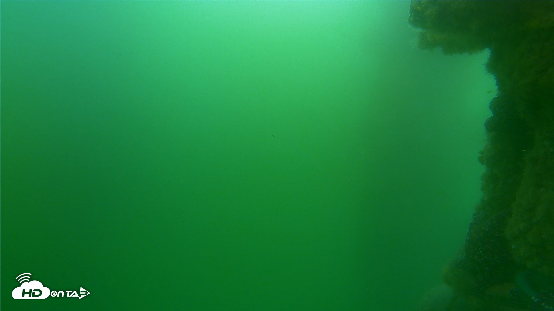 Snapshot of Scripps Pier Underwater Live Webcam taken Jun 6, 2025, 2:33pm PDT