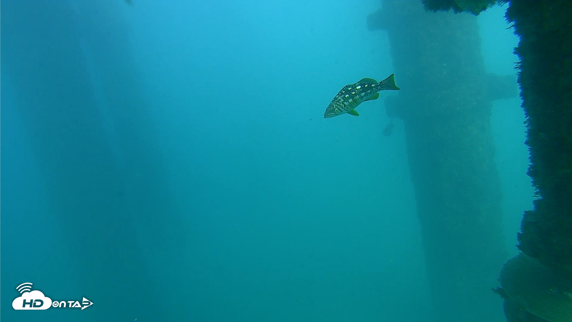 Snapshot of Scripps Pier Underwater Live Webcam taken Oct 13, 2026, 4:03pm PDT