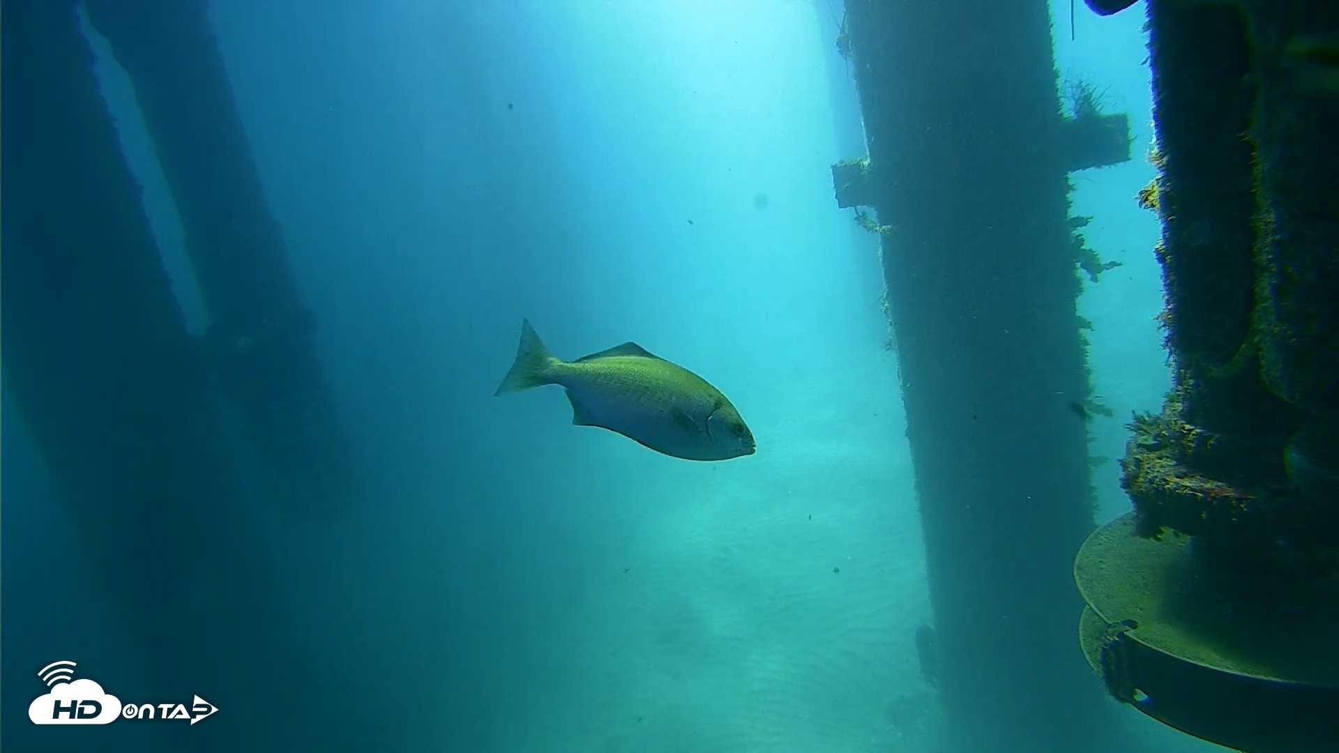 Snapshot of Scripps Pier Underwater Live Webcam taken Jul 30, 2026, 9:58am PDT