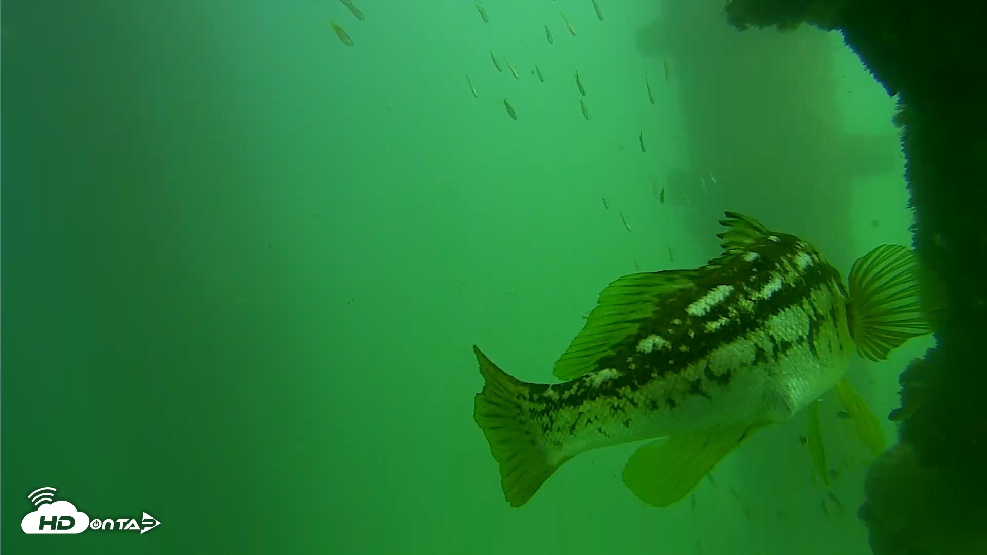 Snapshot of Scripps Pier Underwater Live Webcam taken Sep 18, 2026, 2:44pm PDT