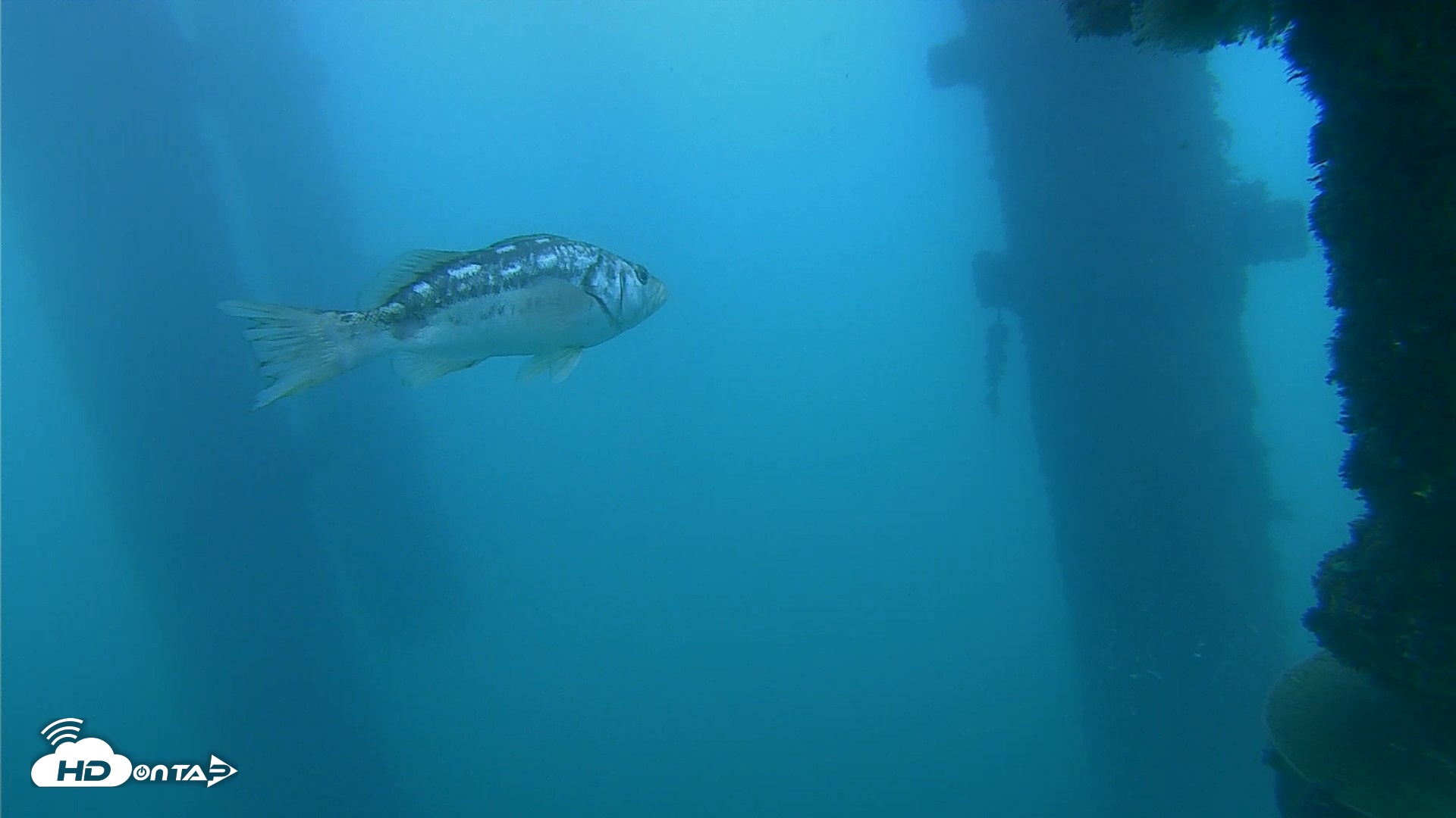 Snapshot of Scripps Pier Underwater Live Webcam taken Oct 23, 2026, 2:32pm PDT