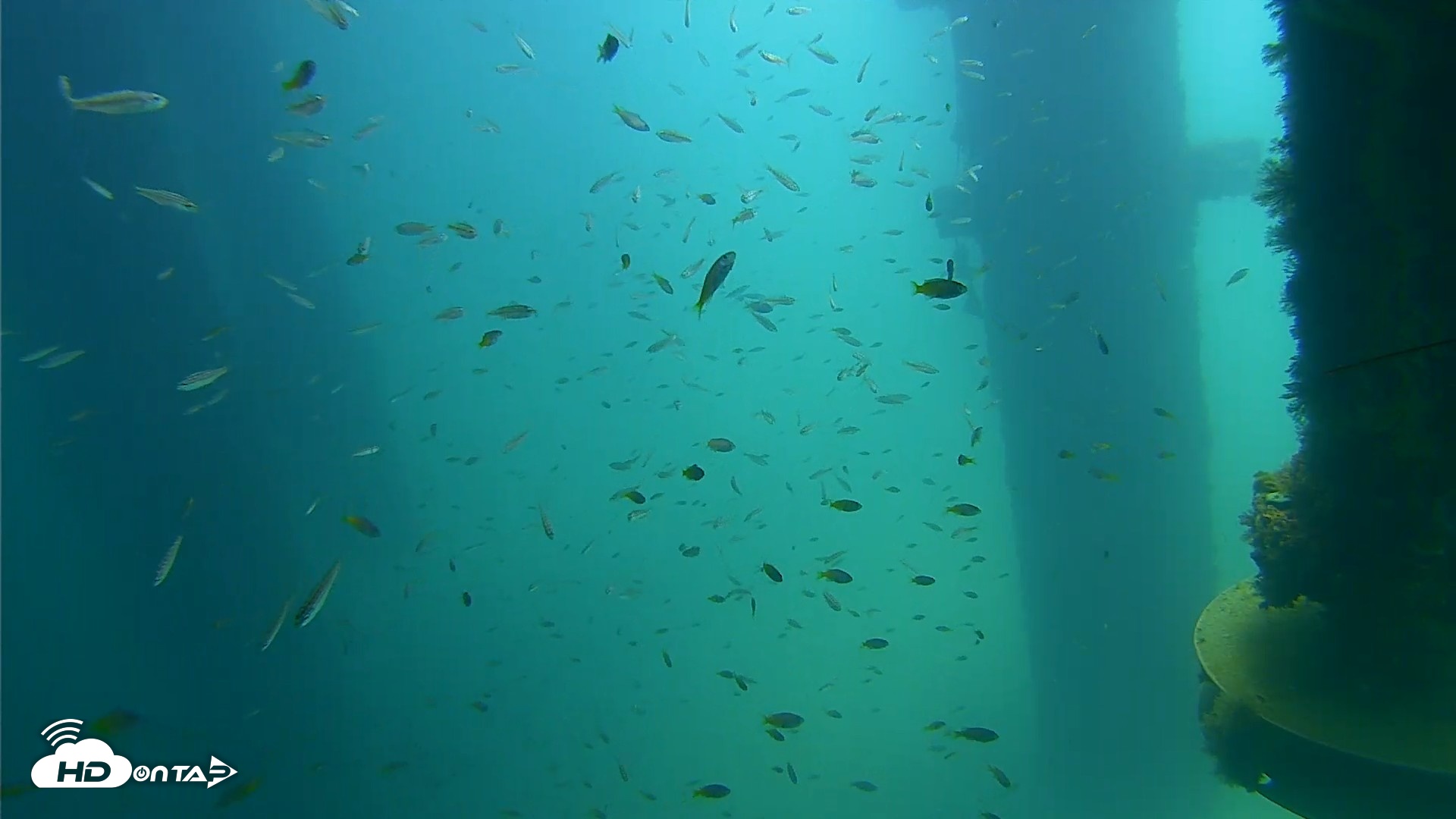 Snapshot of Scripps Pier Underwater Live Webcam taken Aug 21, 2026, 12:06pm PDT