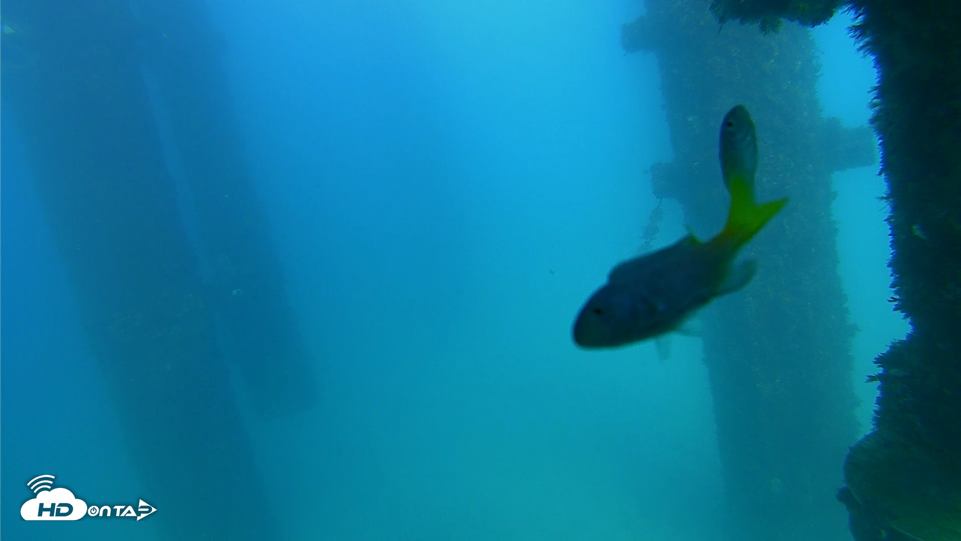 Snapshot of Scripps Pier Underwater Live Webcam taken Sep 22, 2026, 4:22pm PDT
