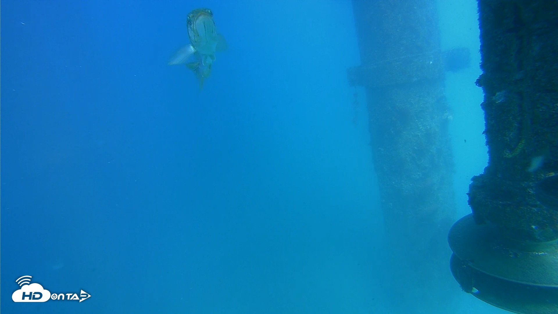Snapshot of Scripps Pier Underwater Live Webcam taken Jul 29, 2026, 3:57pm PDT