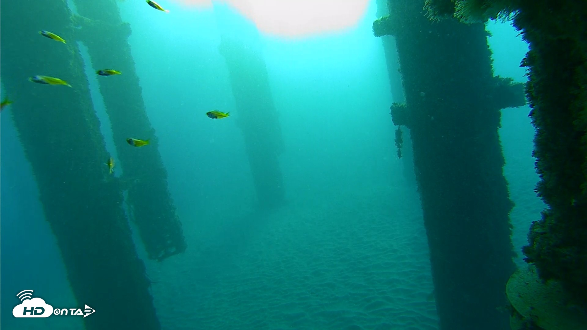 Snapshot of Scripps Pier Underwater Live Webcam taken Oct 19, 2026, 7:58am PDT
