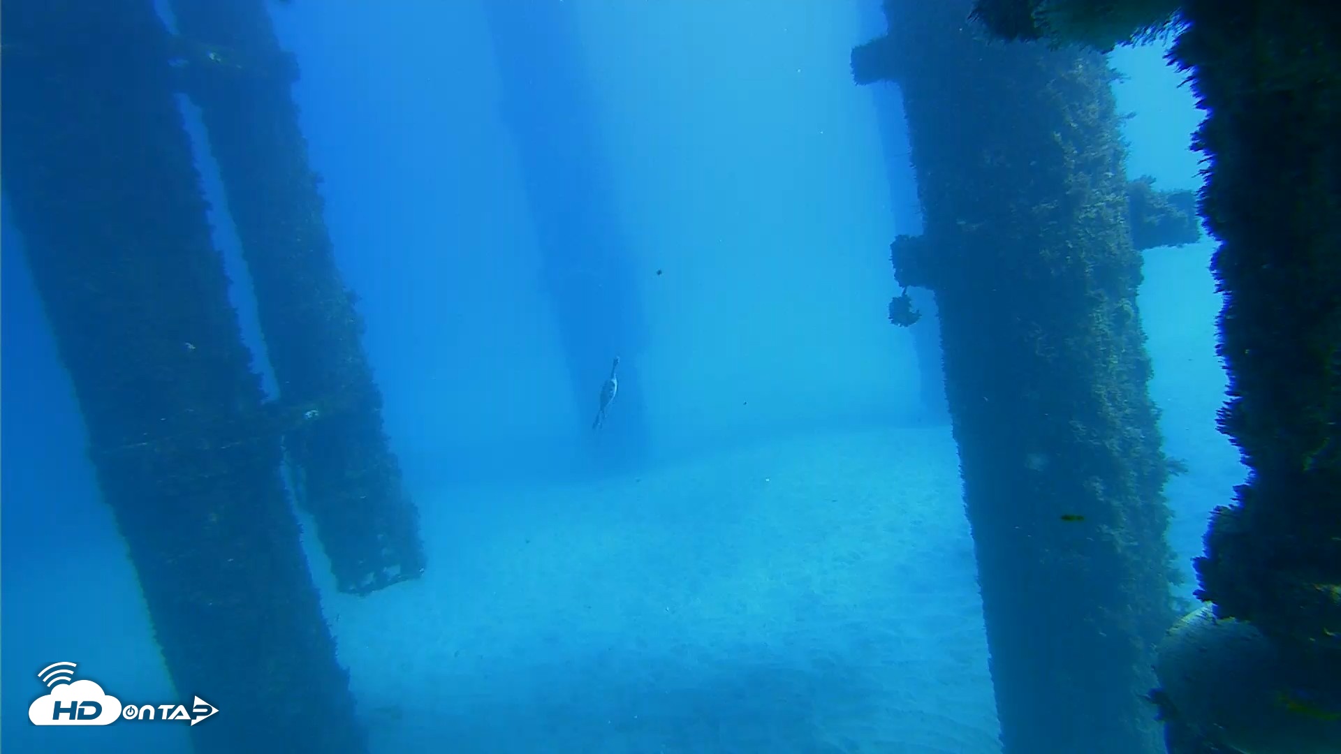 Snapshot of Scripps Pier Underwater Live Webcam taken Oct 19, 2026, 1:29pm PDT