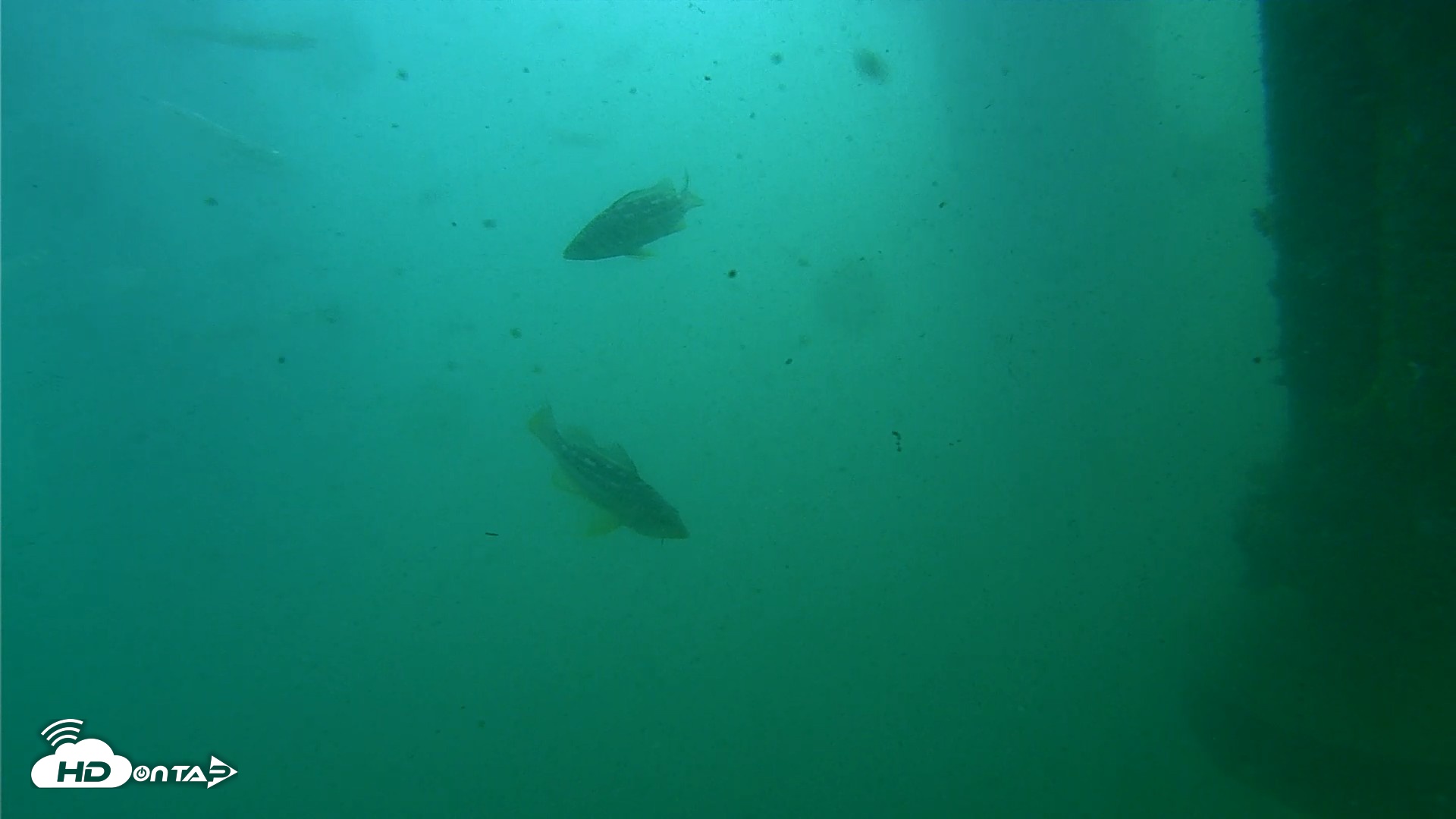 Snapshot of Scripps Pier Underwater Live Webcam taken Jul 27, 2026, 10:25am PDT