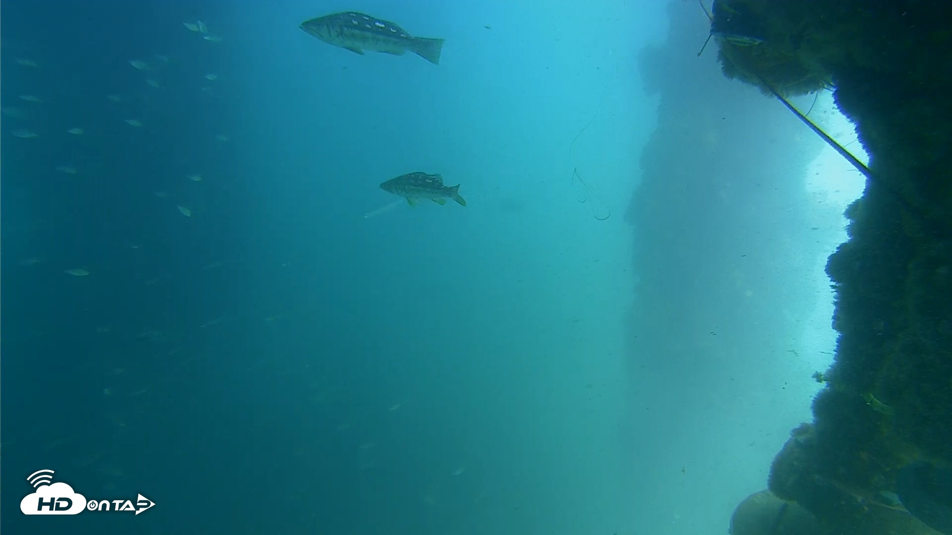 Snapshot of Scripps Pier Underwater Live Webcam taken Jun 20, 2025, 1:20pm PDT