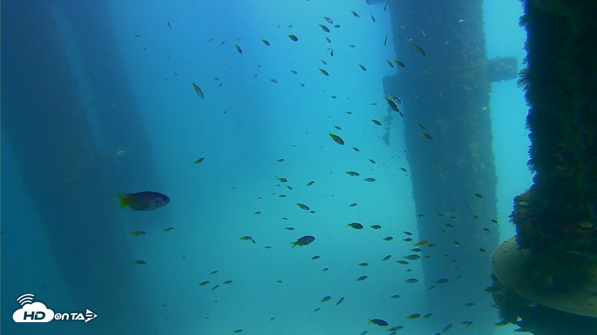 Snapshot of Scripps Pier Underwater Live Webcam taken Aug 24, 2026, 1:44pm PDT