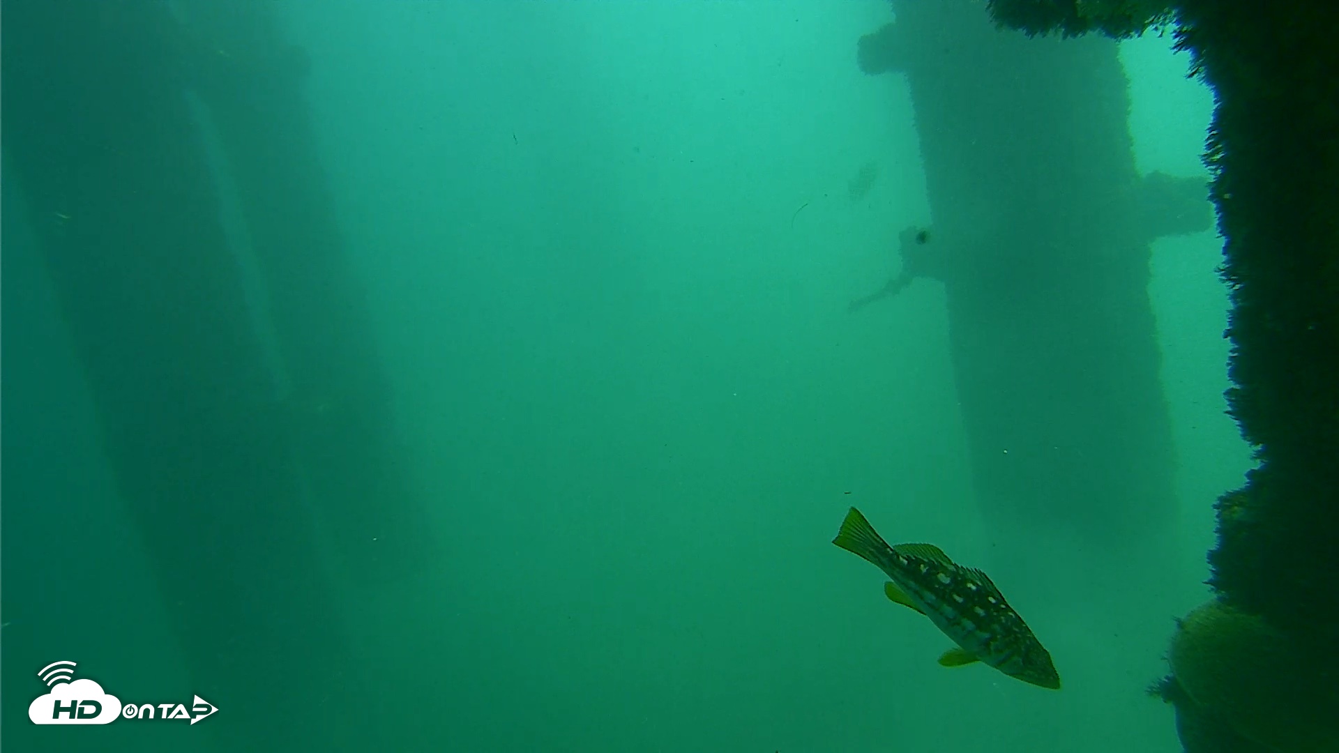 Snapshot of Scripps Pier Underwater Live Webcam taken Oct 8, 2026, 12:22pm PDT