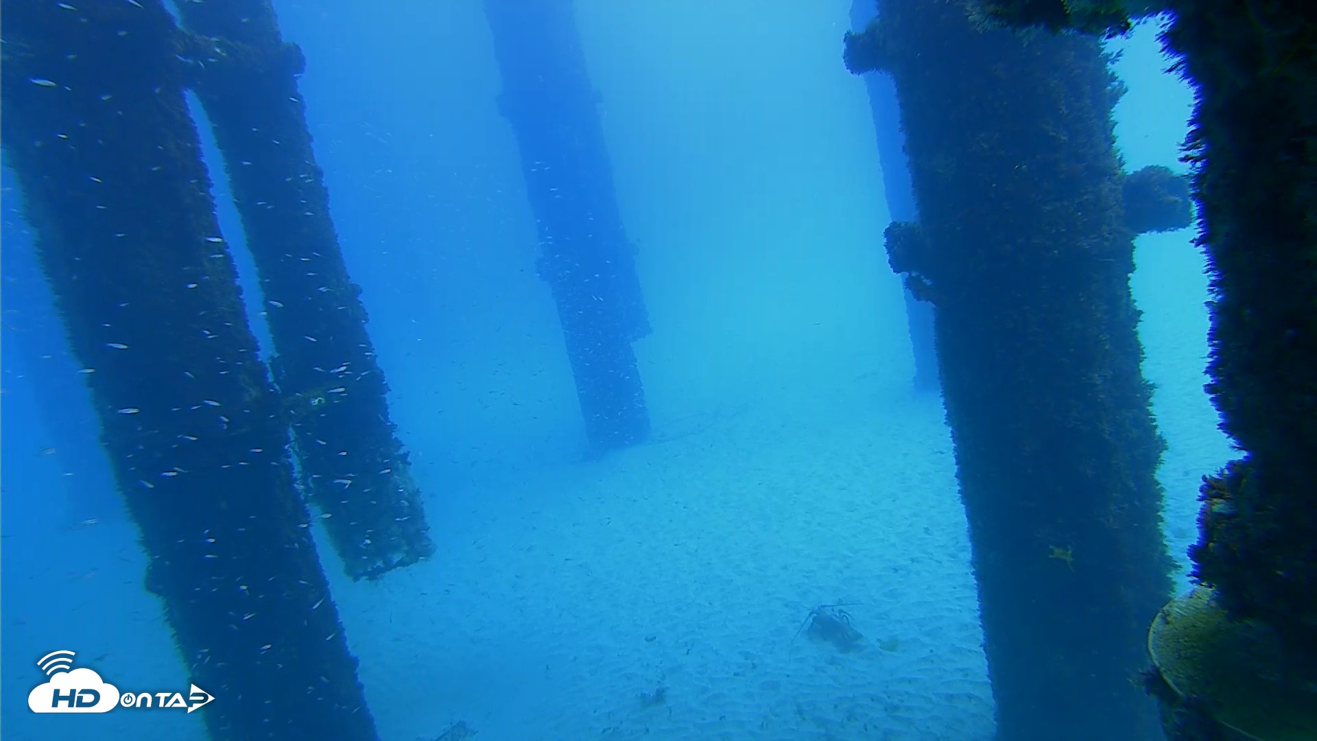 Snapshot of Scripps Pier Underwater Live Webcam taken Oct 7, 2026, 12:21pm PDT