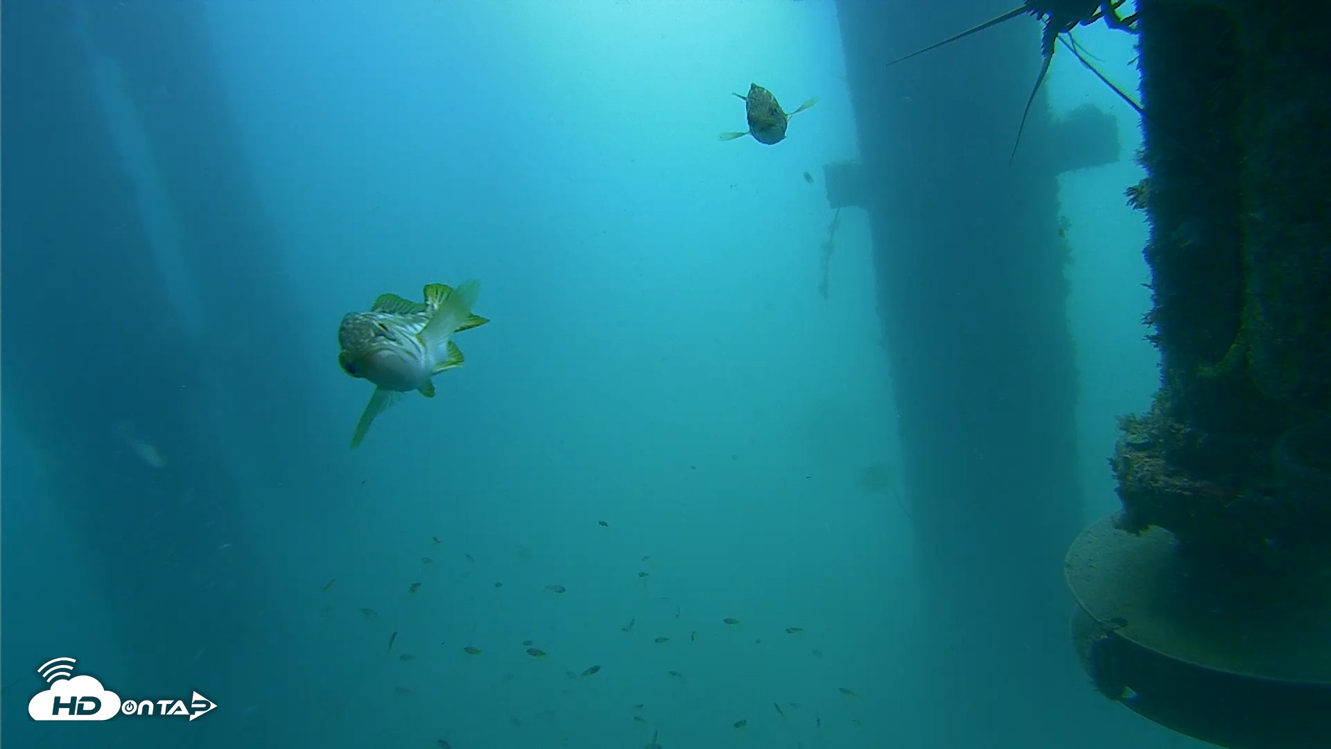 Snapshot of Scripps Pier Underwater Live Webcam taken Jul 31, 2026, 10:05am PDT