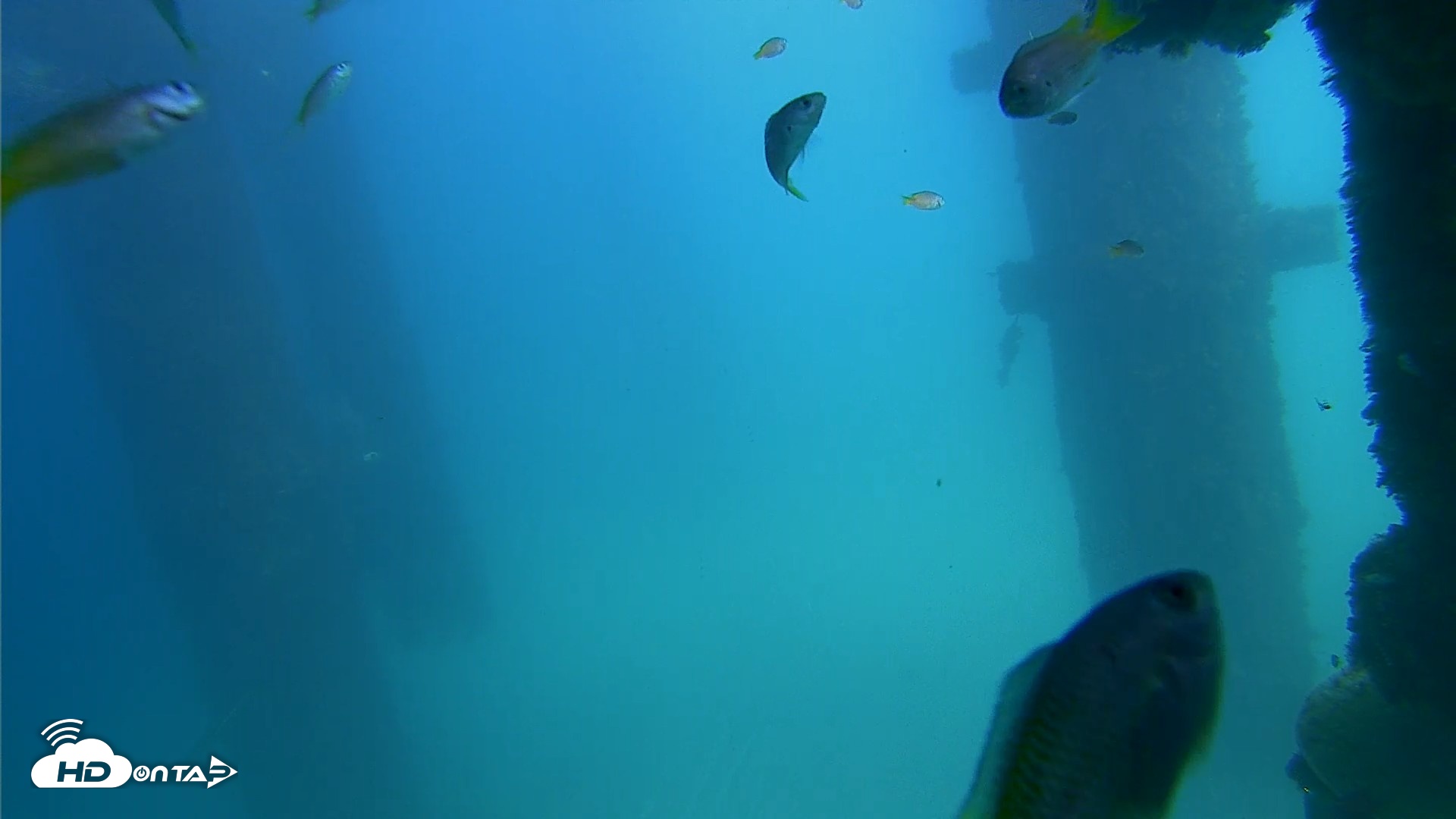 Snapshot of Scripps Pier Underwater Live Webcam taken Sep 18, 2026, 2:13pm PDT