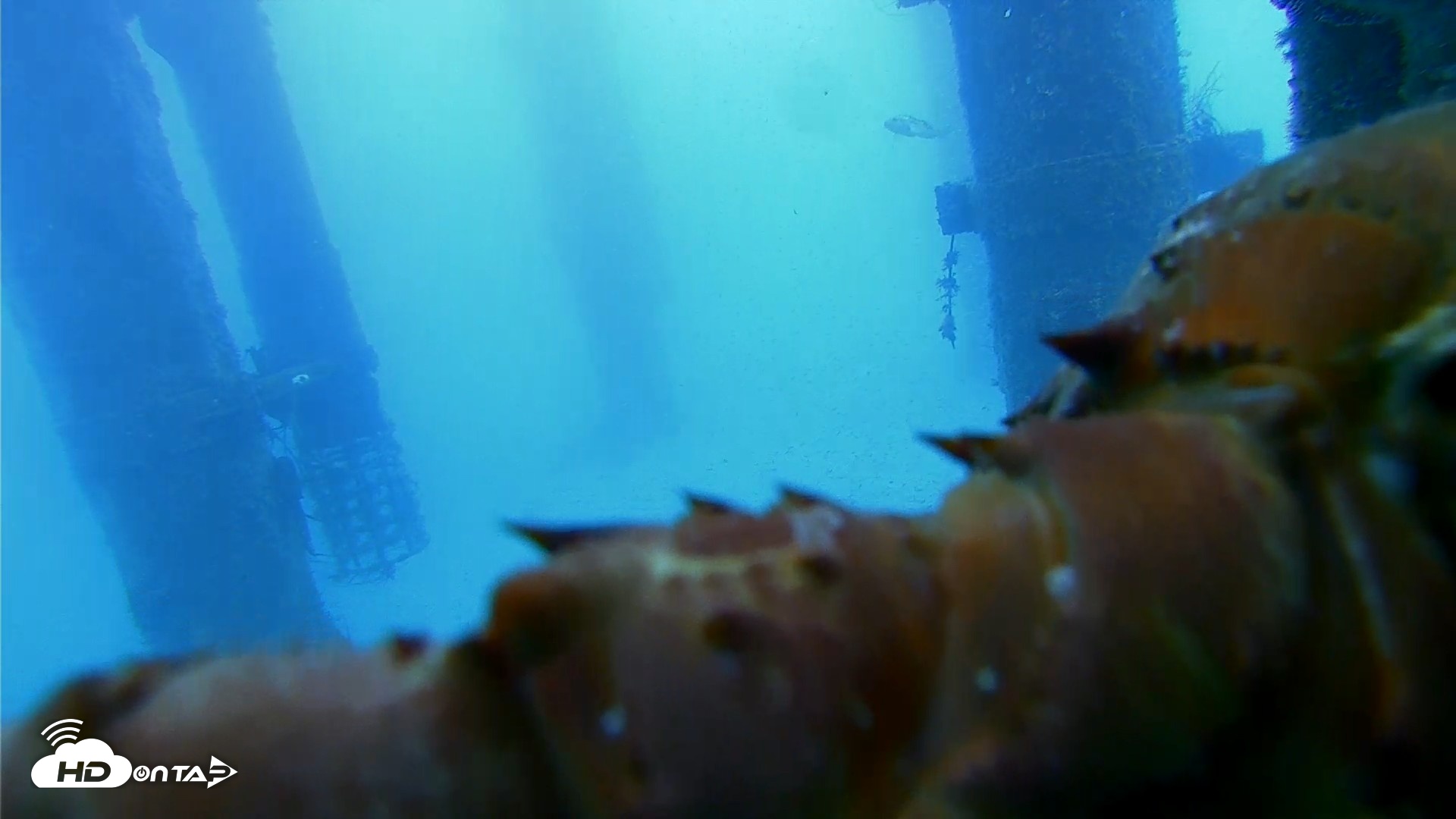 Snapshot of Scripps Pier Underwater Live Webcam taken Aug 7, 2026, 7:03am PDT